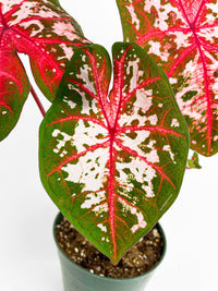 Caladium Carolyn Whorton - Bumble Plants