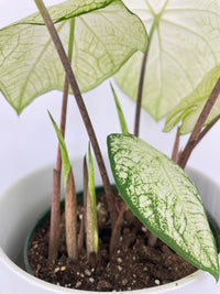 Caladium Florida Moonlight - Bumble Plants