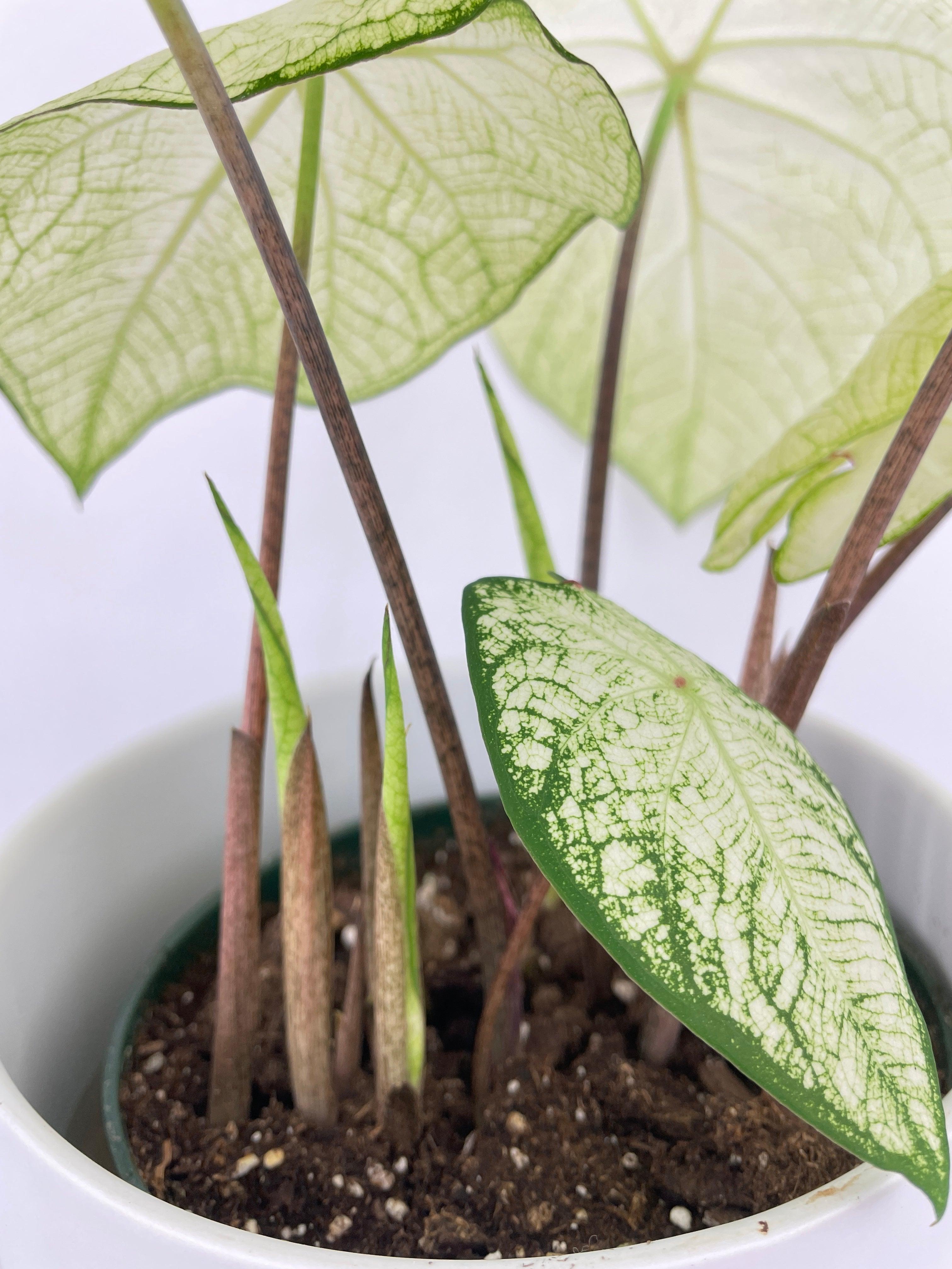 Caladium Florida Moonlight - Bumble Plants