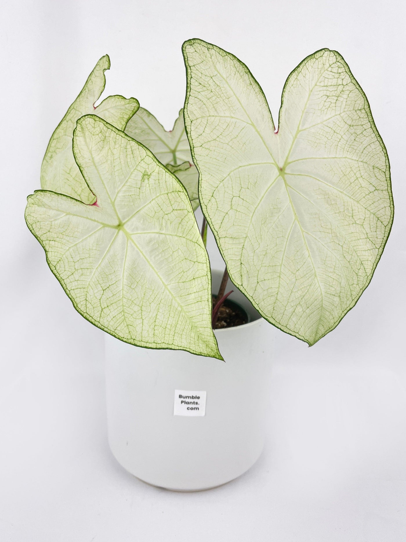 Caladium Florida Moonlight - Bumble Plants