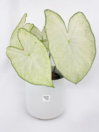 Caladium Florida Moonlight - Bumble Plants