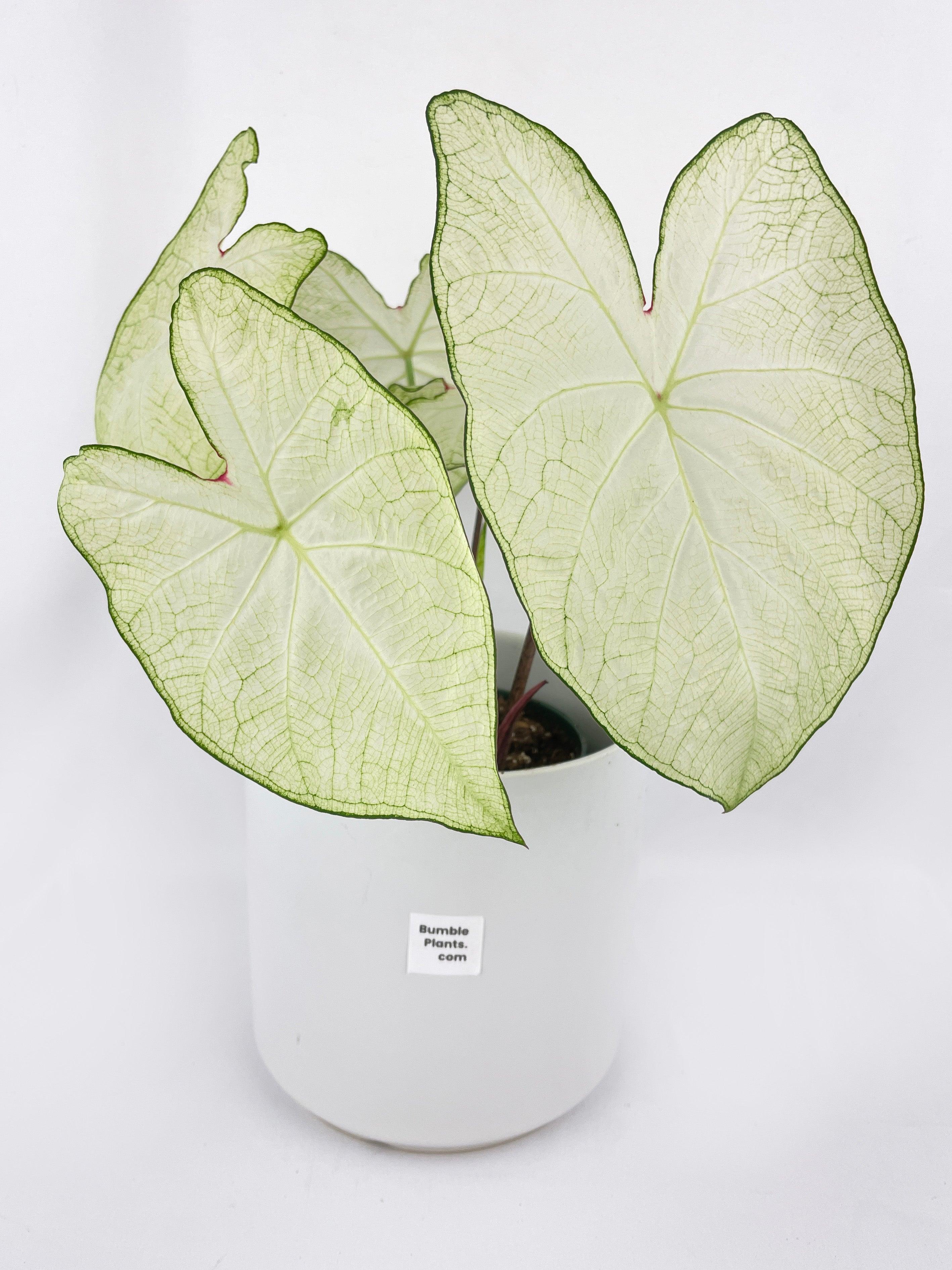 Caladium Florida Moonlight - Bumble Plants