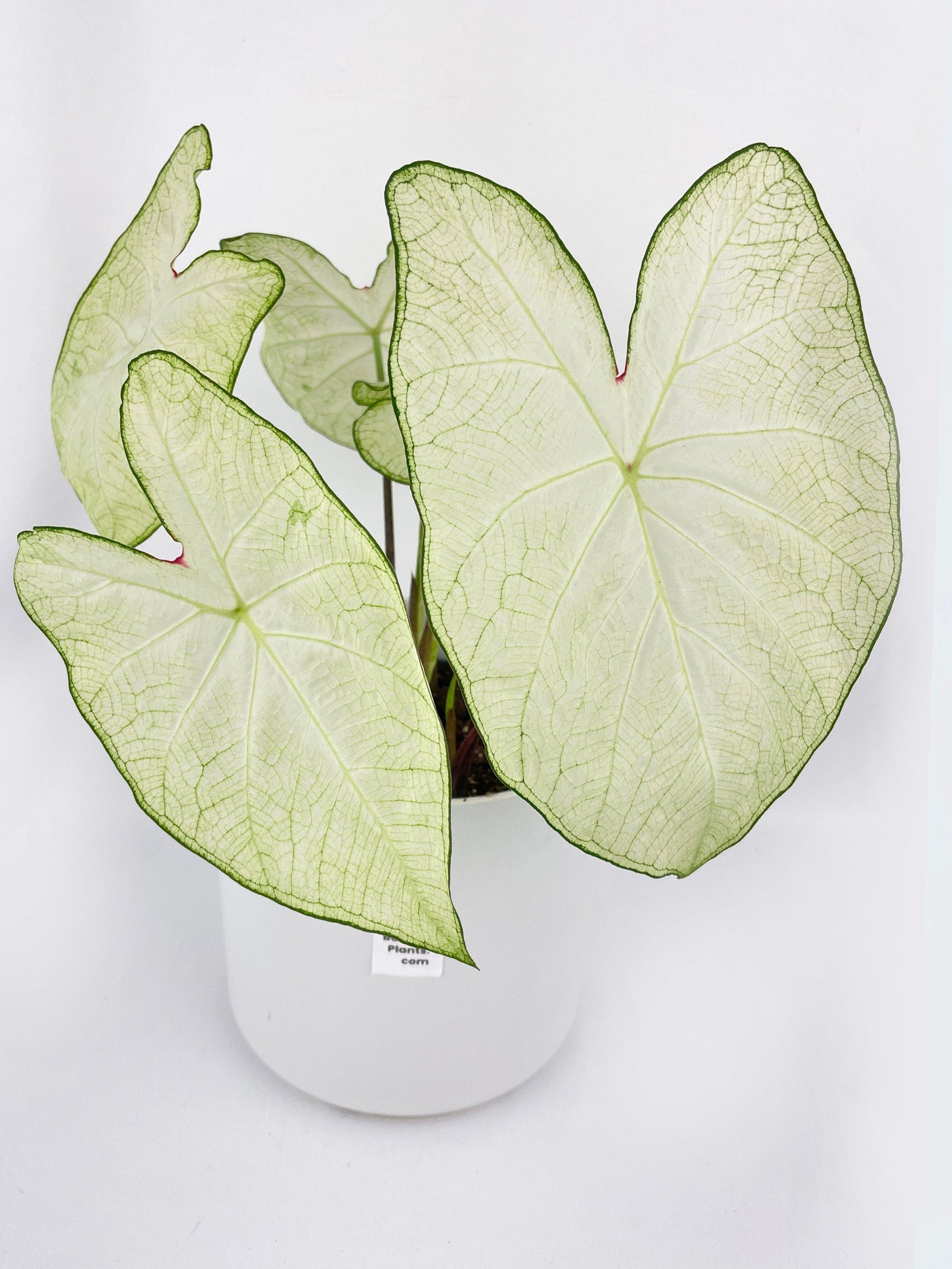 Caladium Florida Moonlight - Bumble Plants