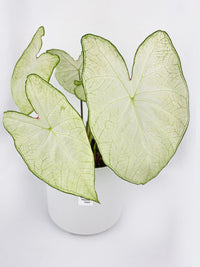 Caladium Florida Moonlight - Bumble Plants
