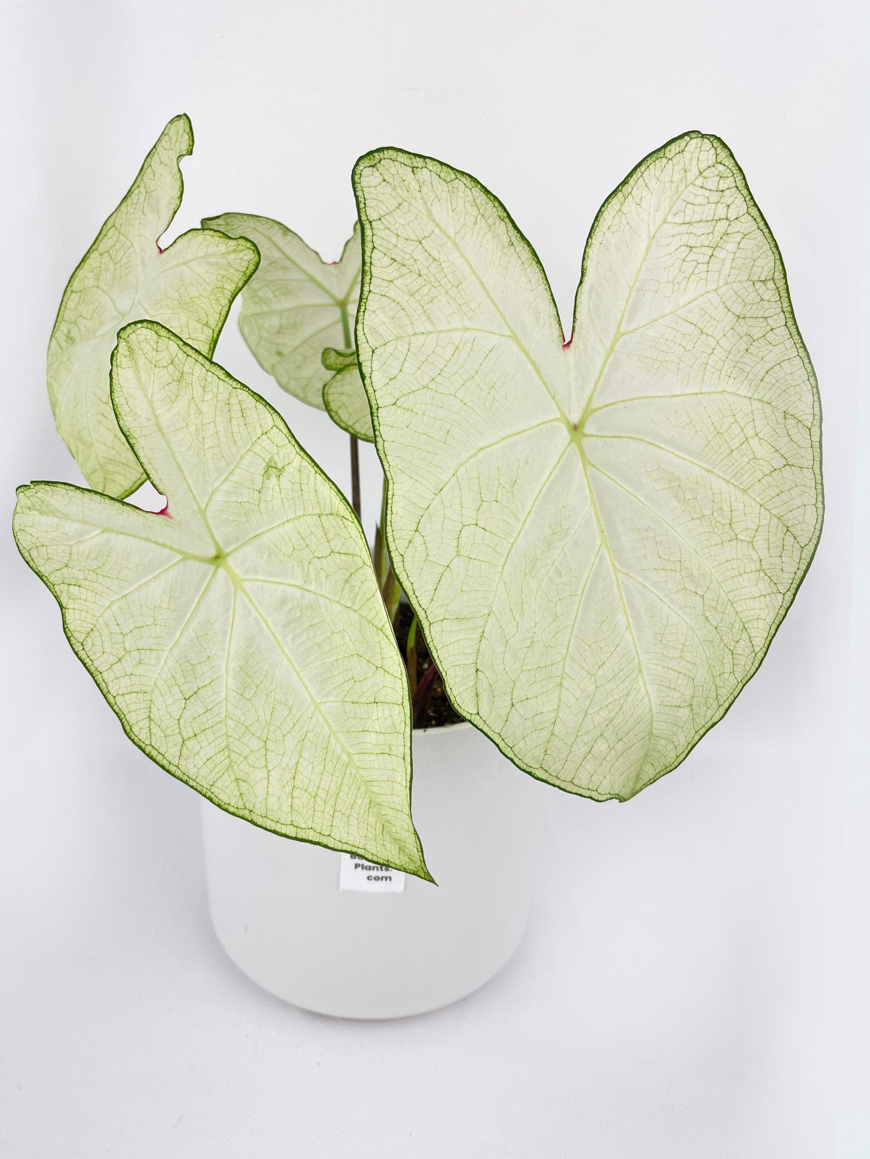 Caladium Florida Moonlight - Bumble Plants