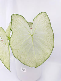Caladium Florida Moonlight - Bumble Plants