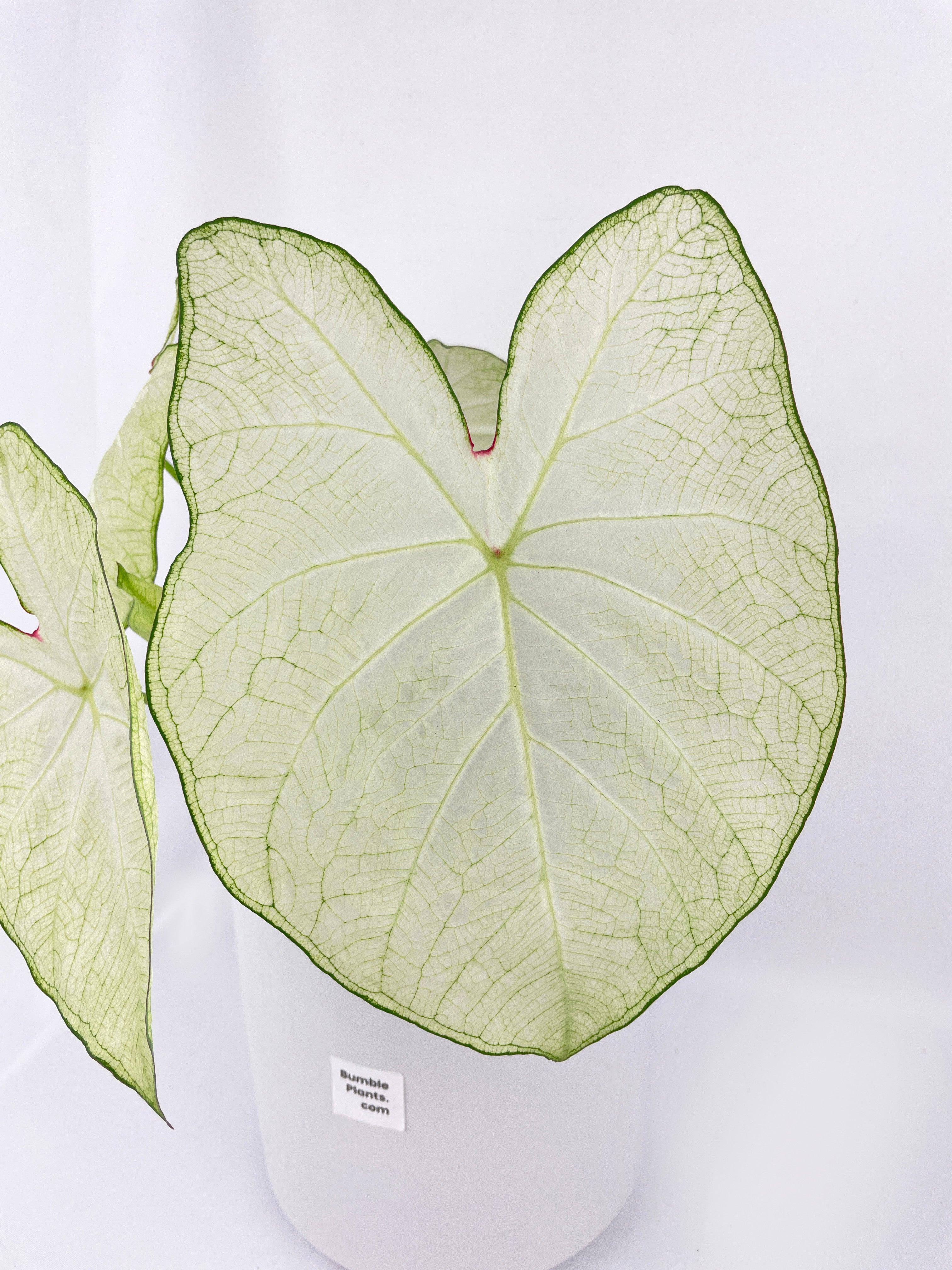 Caladium Florida Moonlight - Bumble Plants