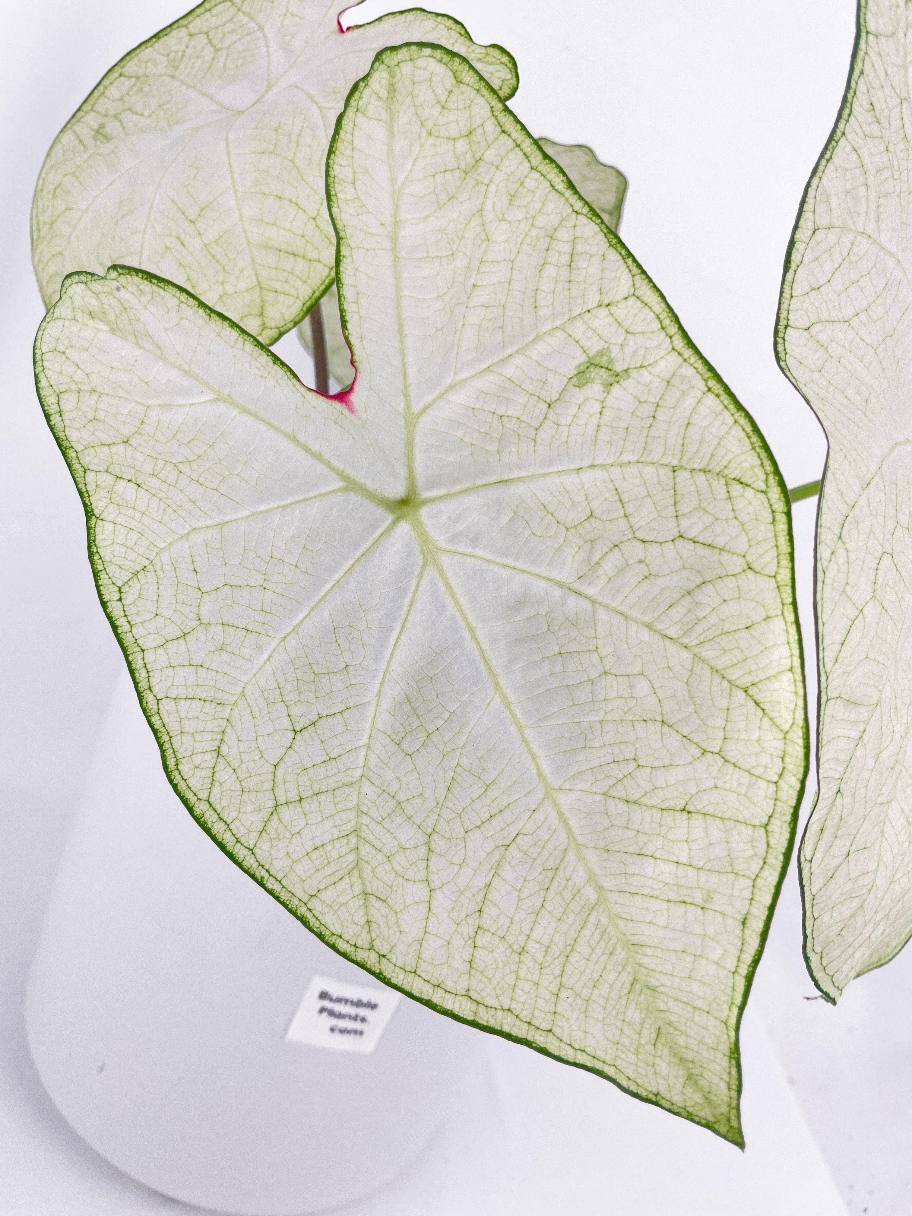 Caladium Florida Moonlight - Bumble Plants