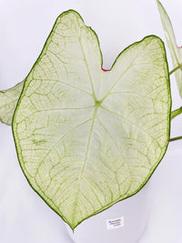 Caladium Florida Moonlight - Bumble Plants