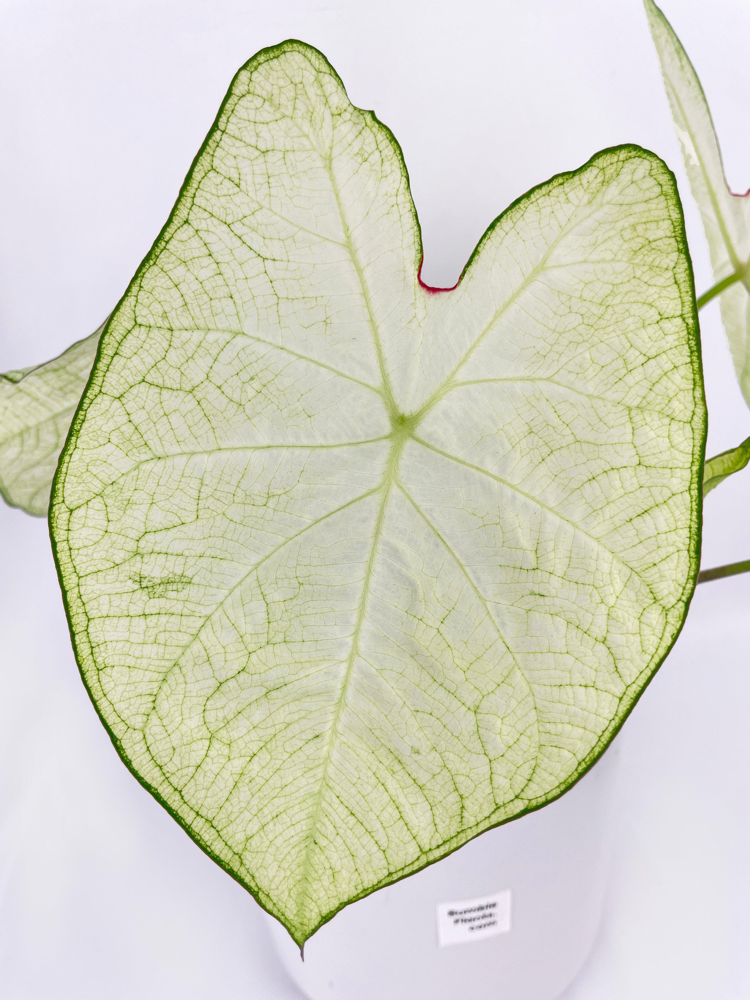 Caladium Florida Moonlight - Bumble Plants