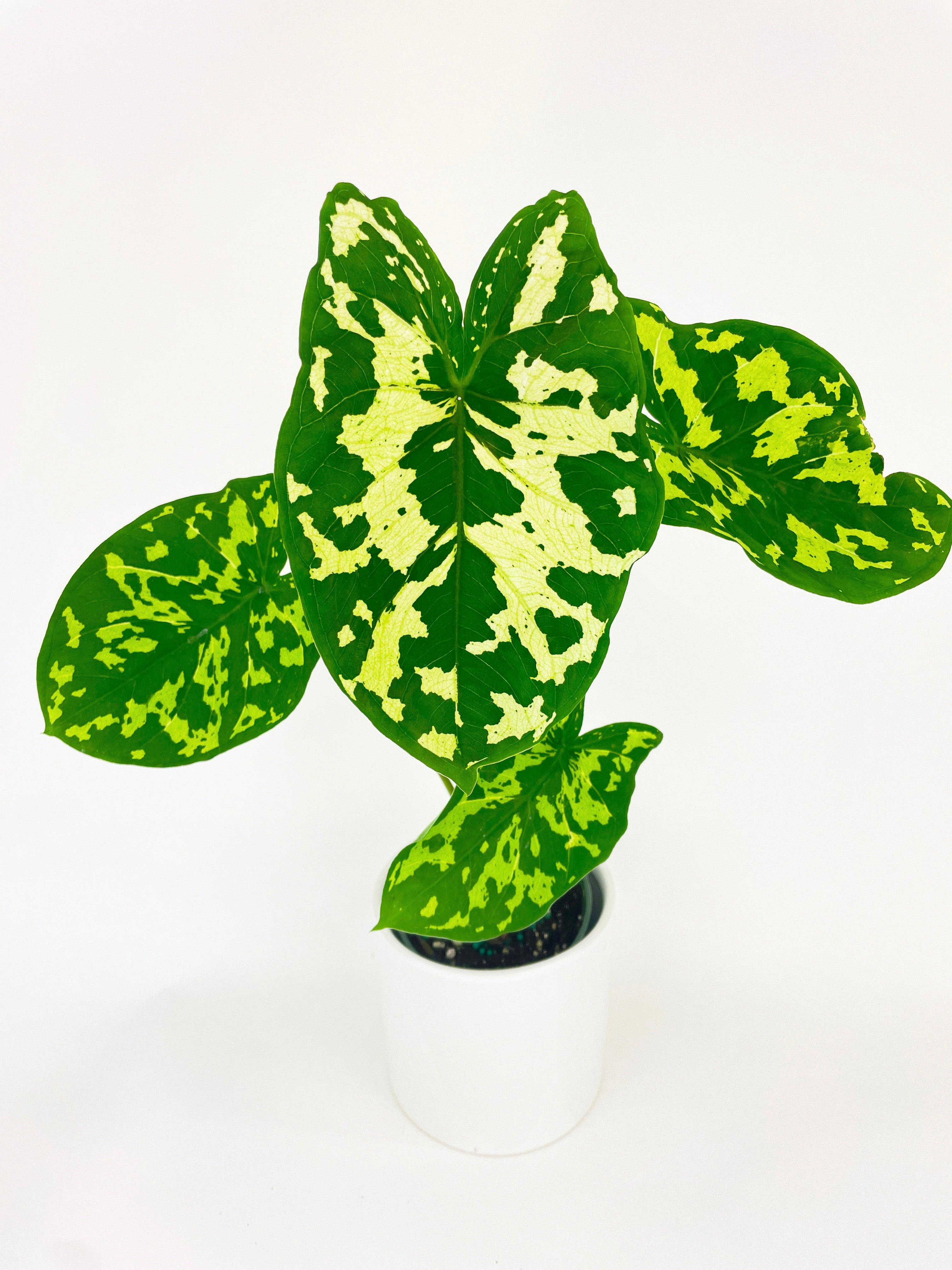 Caladium Hilo Beauty · Bumble Plants