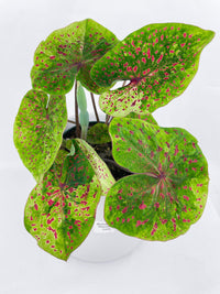 Caladium Miss Muffet - Bumble Plants