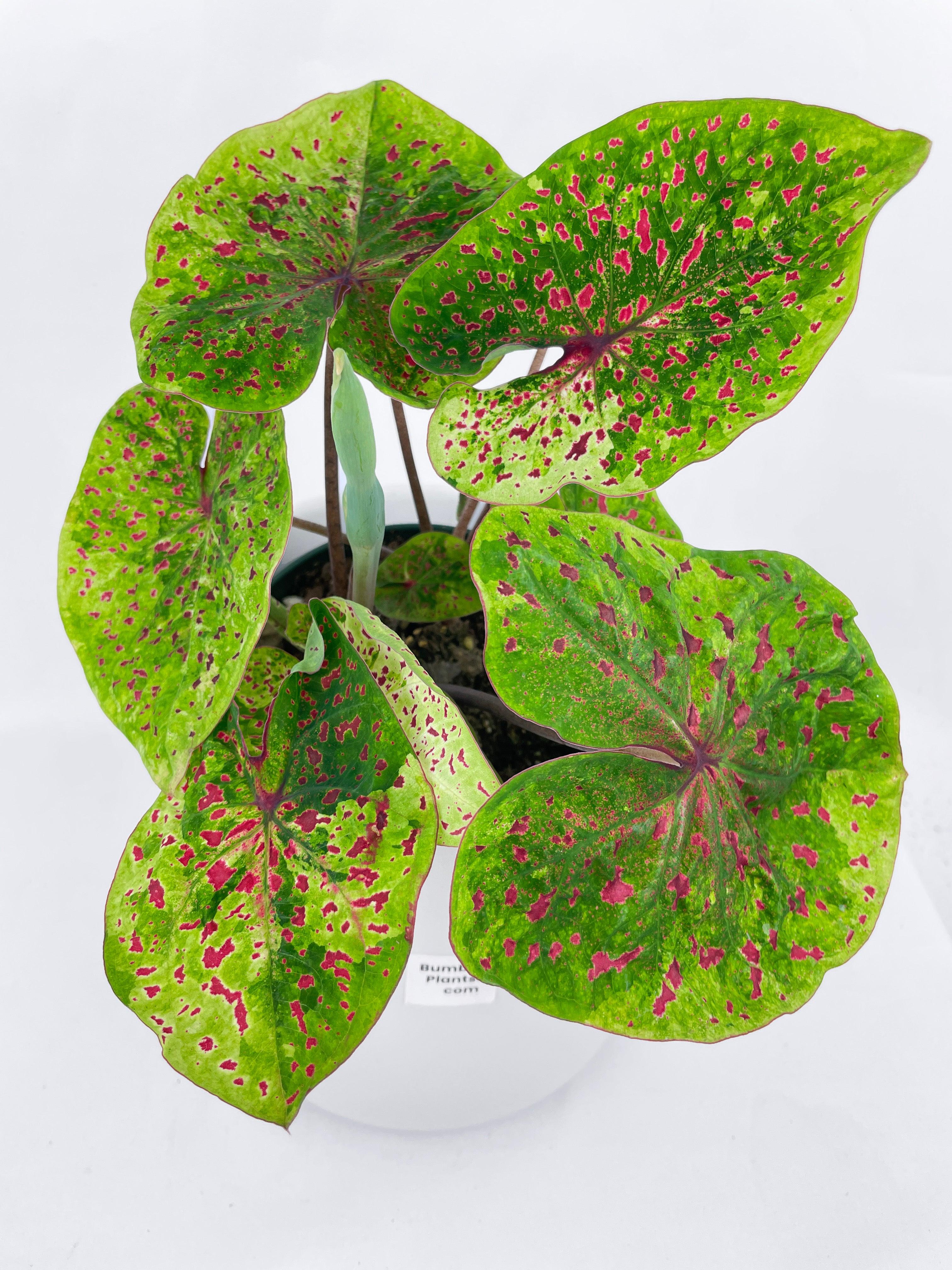 Caladium Miss Muffet - Bumble Plants