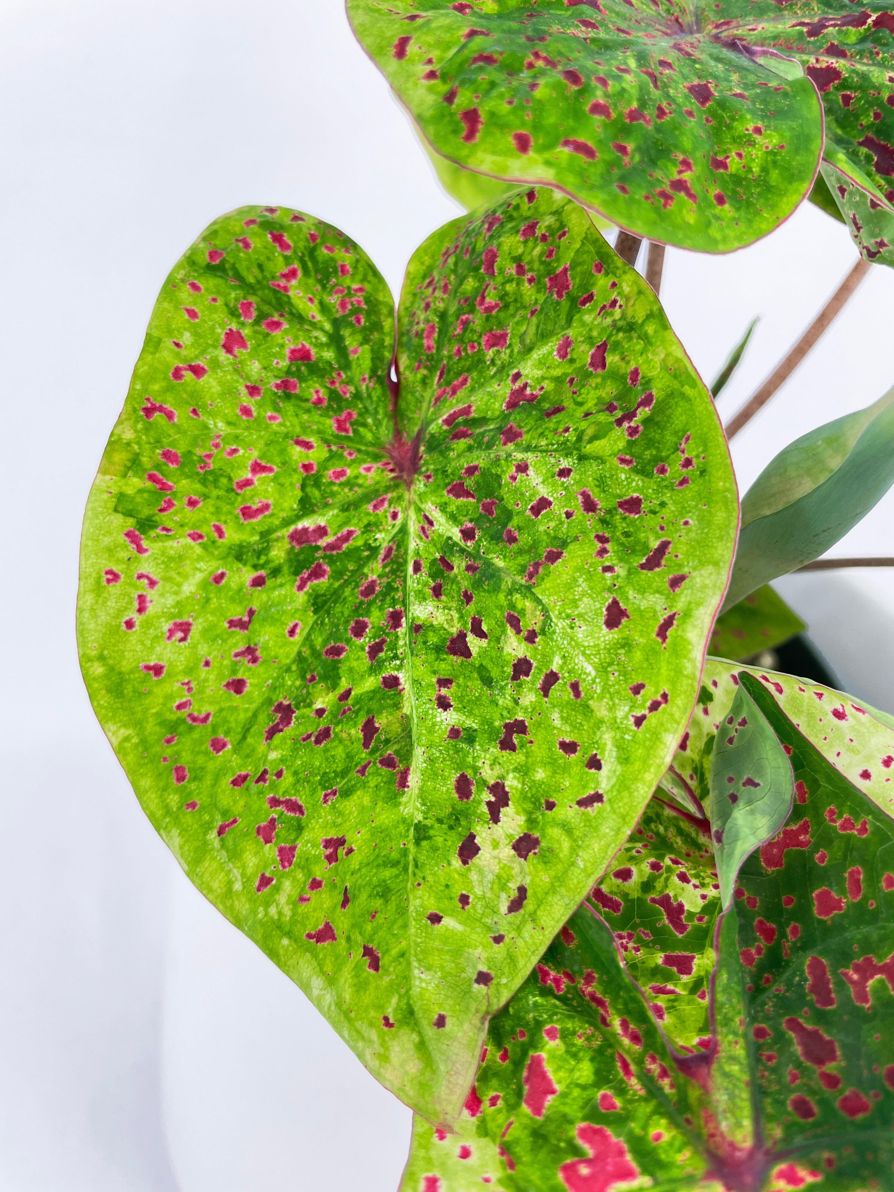 Caladium Miss Muffet - Bumble Plants