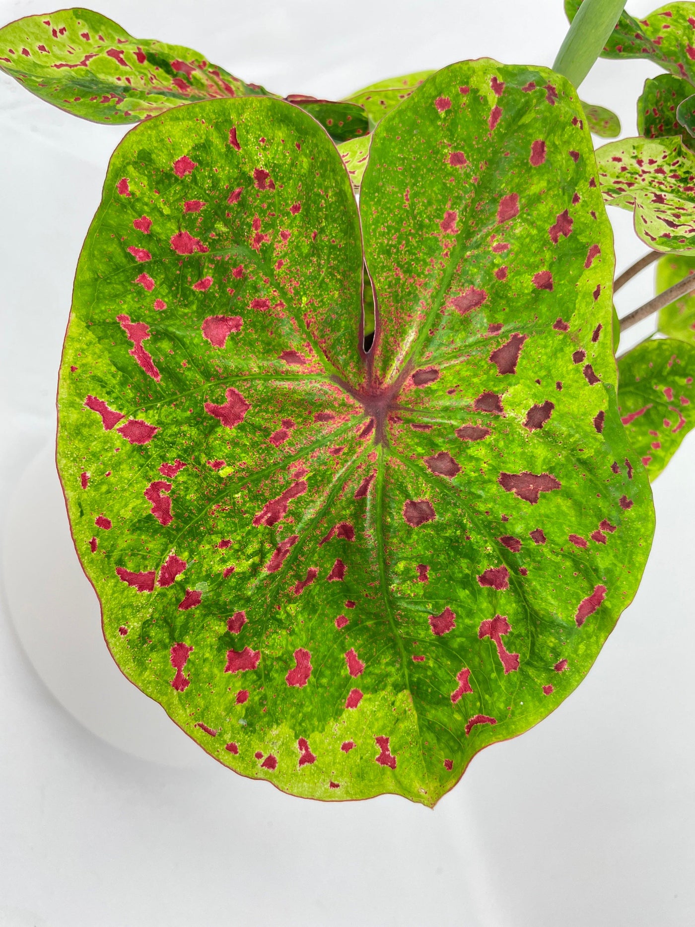 Caladium Miss Muffet - Bumble Plants