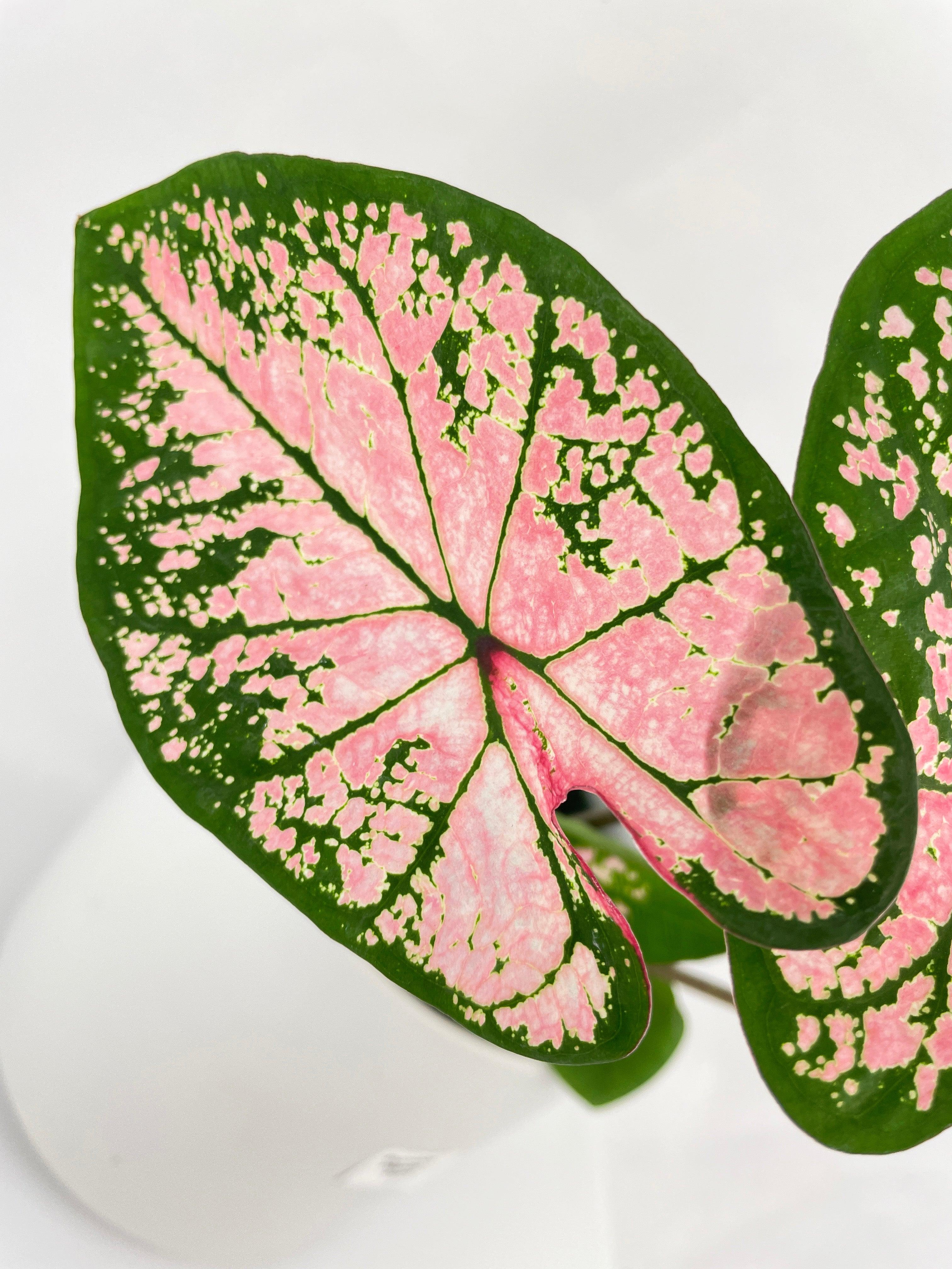 Caladium Pink Splash - Bumble Plants