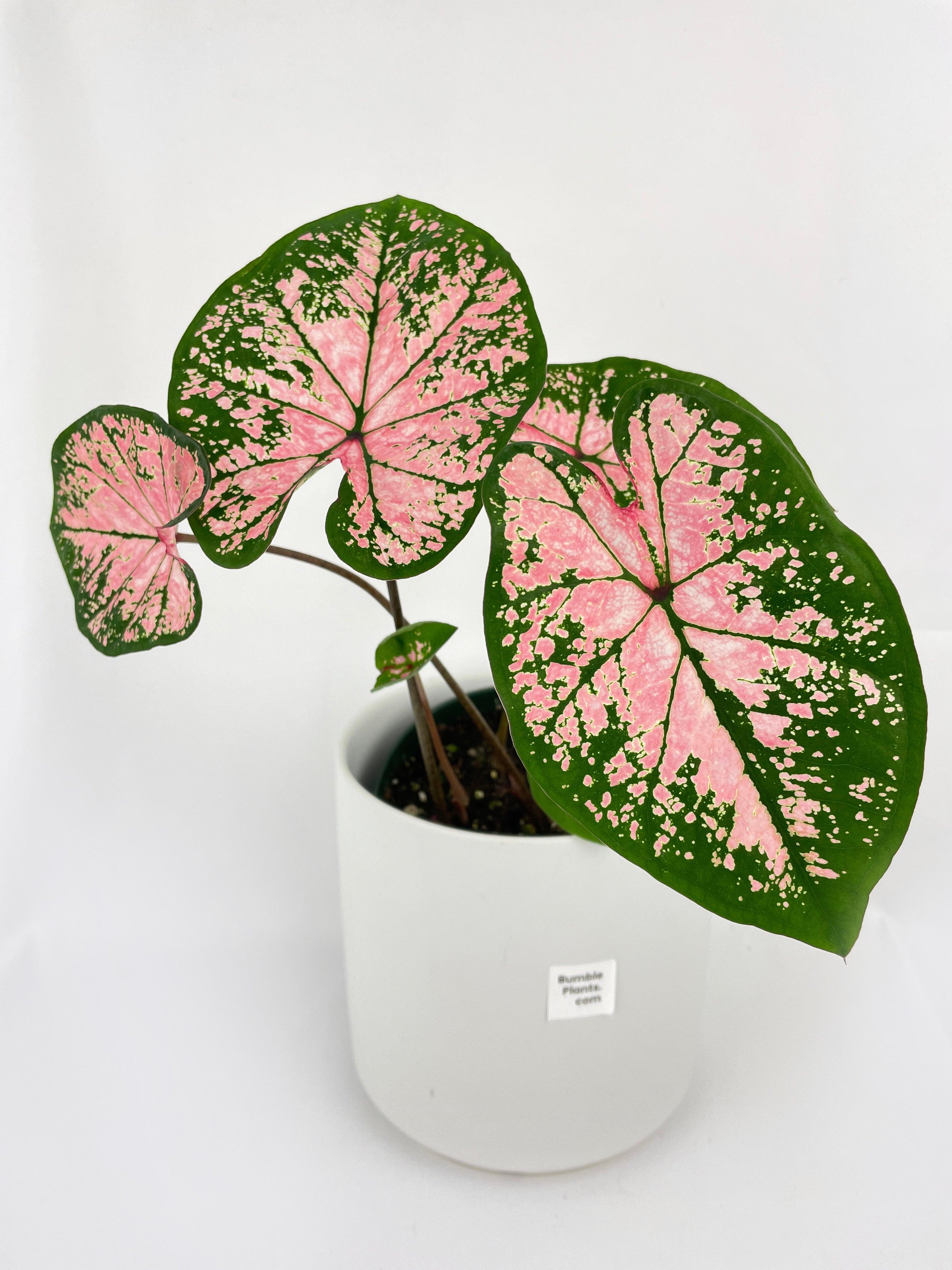 Caladium Pink Splash - Bumble Plants