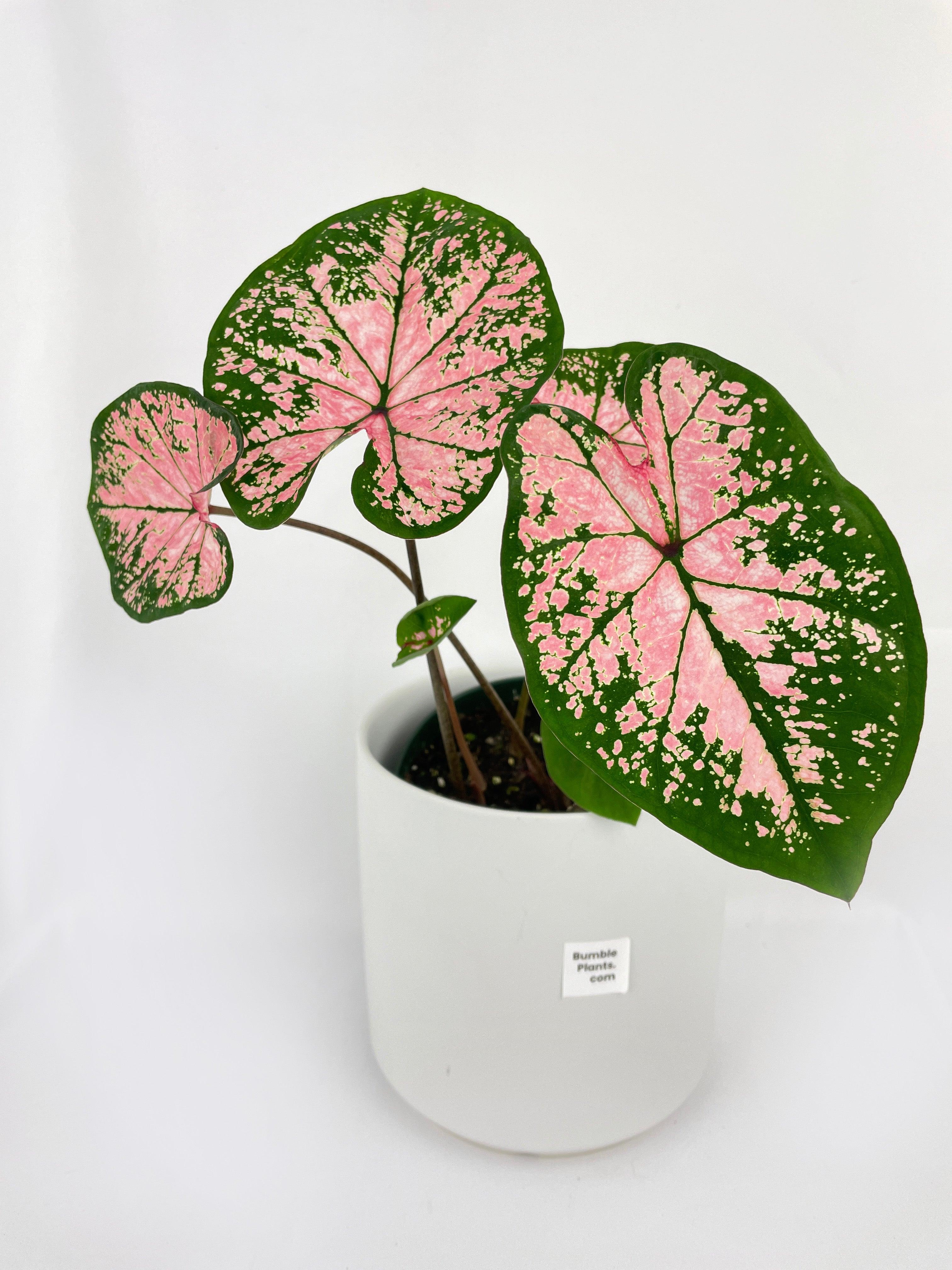 pink splash plant indoors Live Caladium Pink Splash