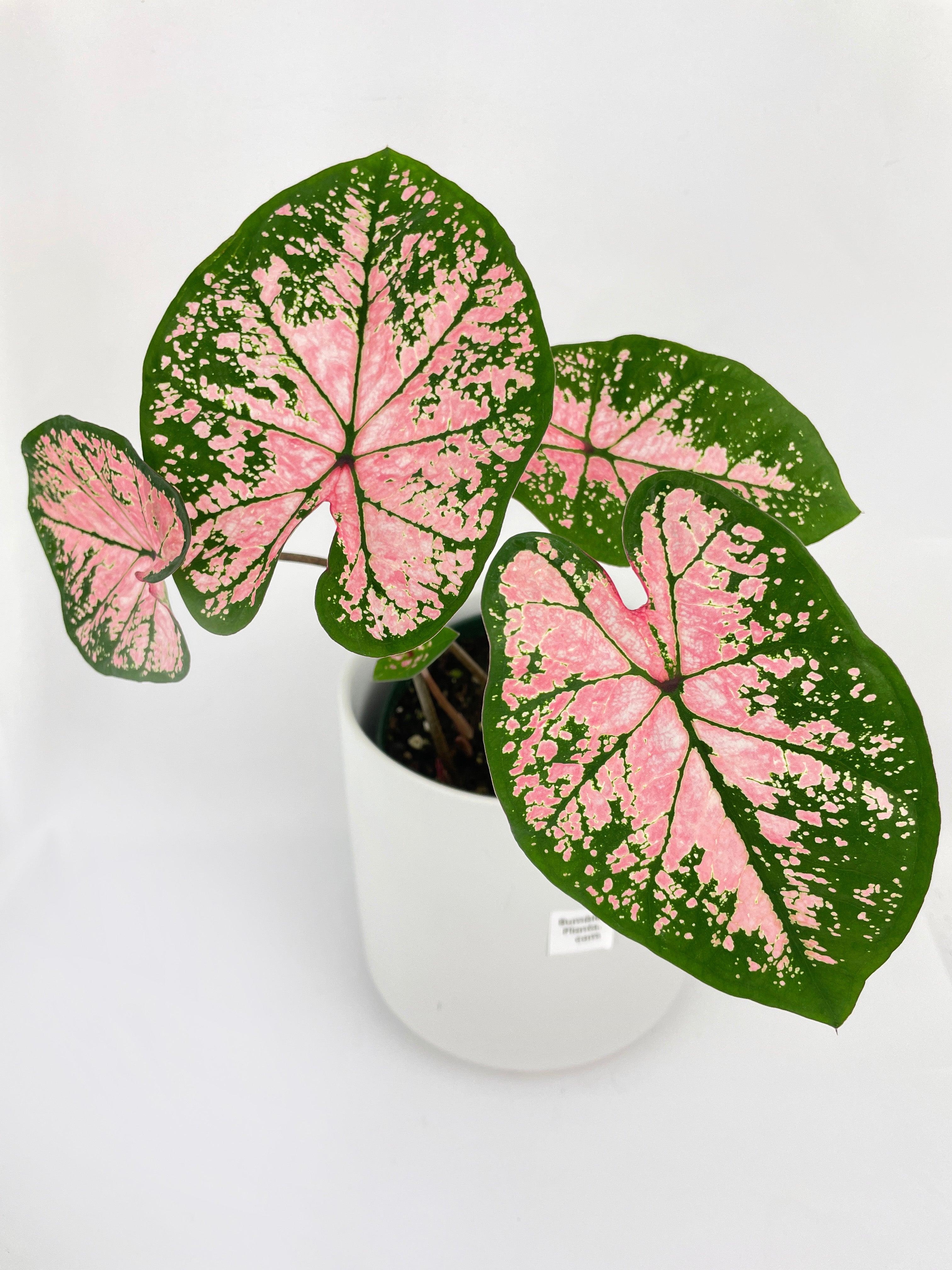 Caladium Pink Splash - Bumble Plants