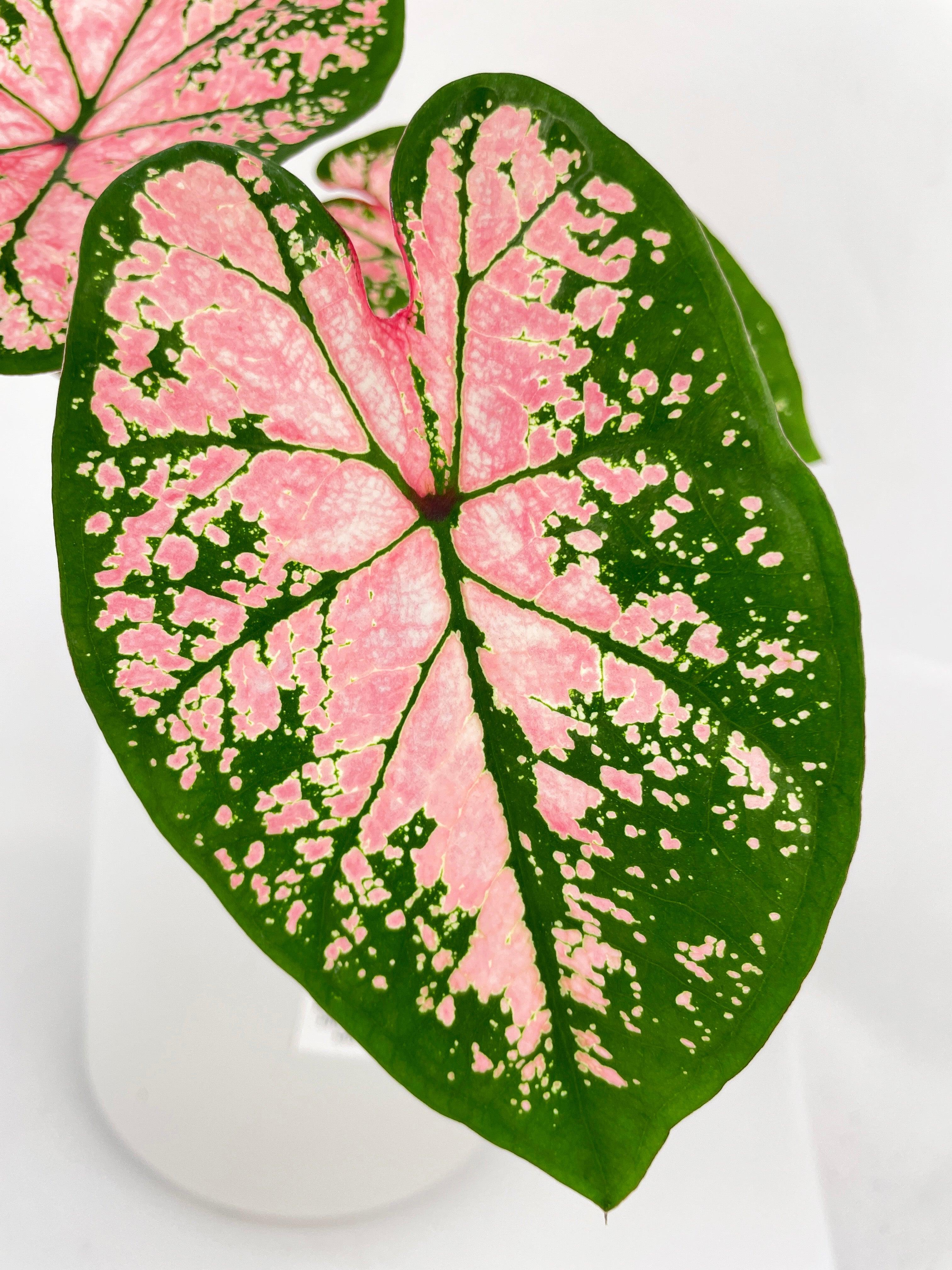 Caladium Pink Splash - Bumble Plants
