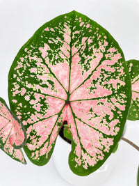 Caladium Pink Splash - Bumble Plants
