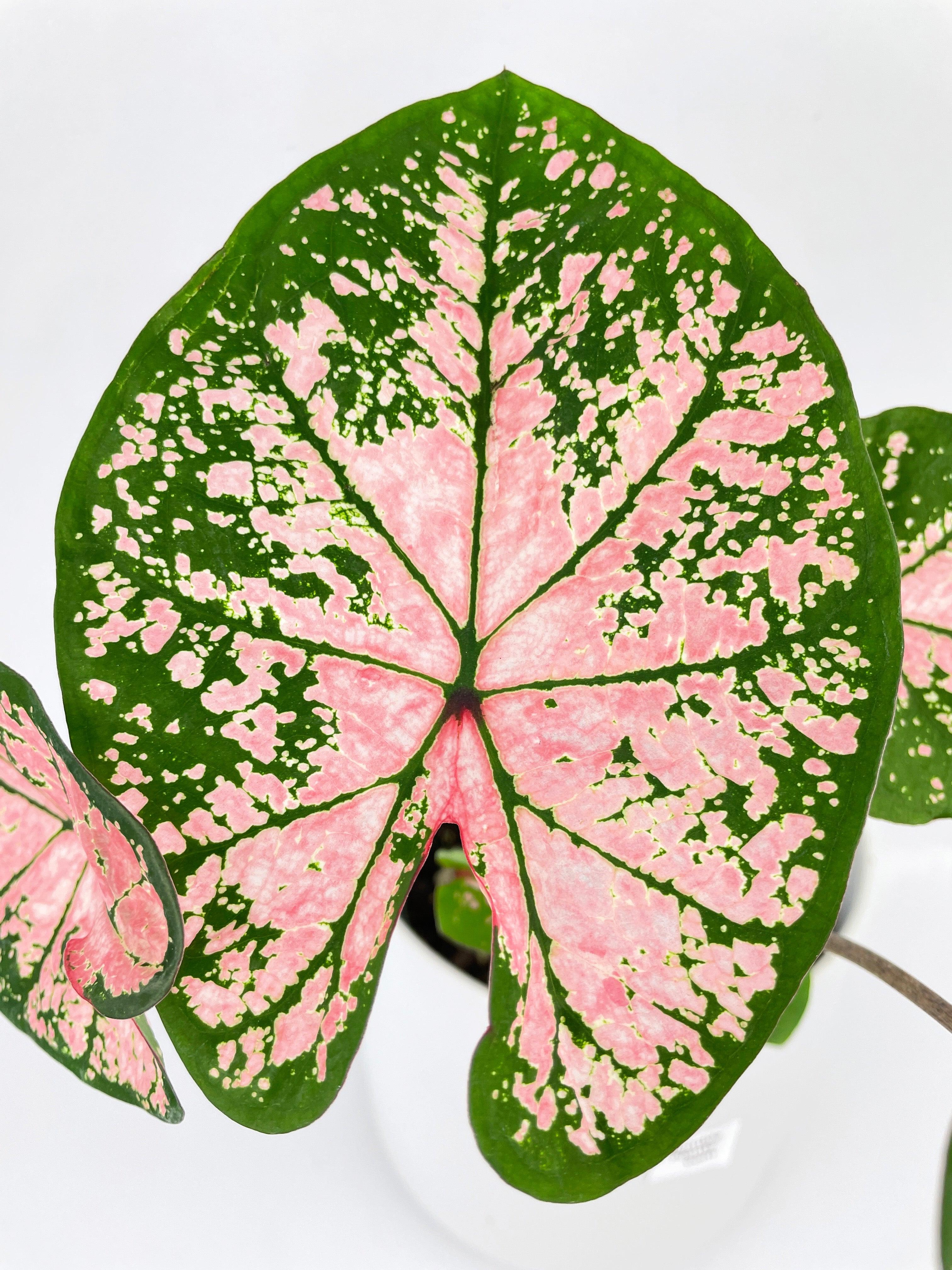 Caladium Pink Splash - Bumble Plants