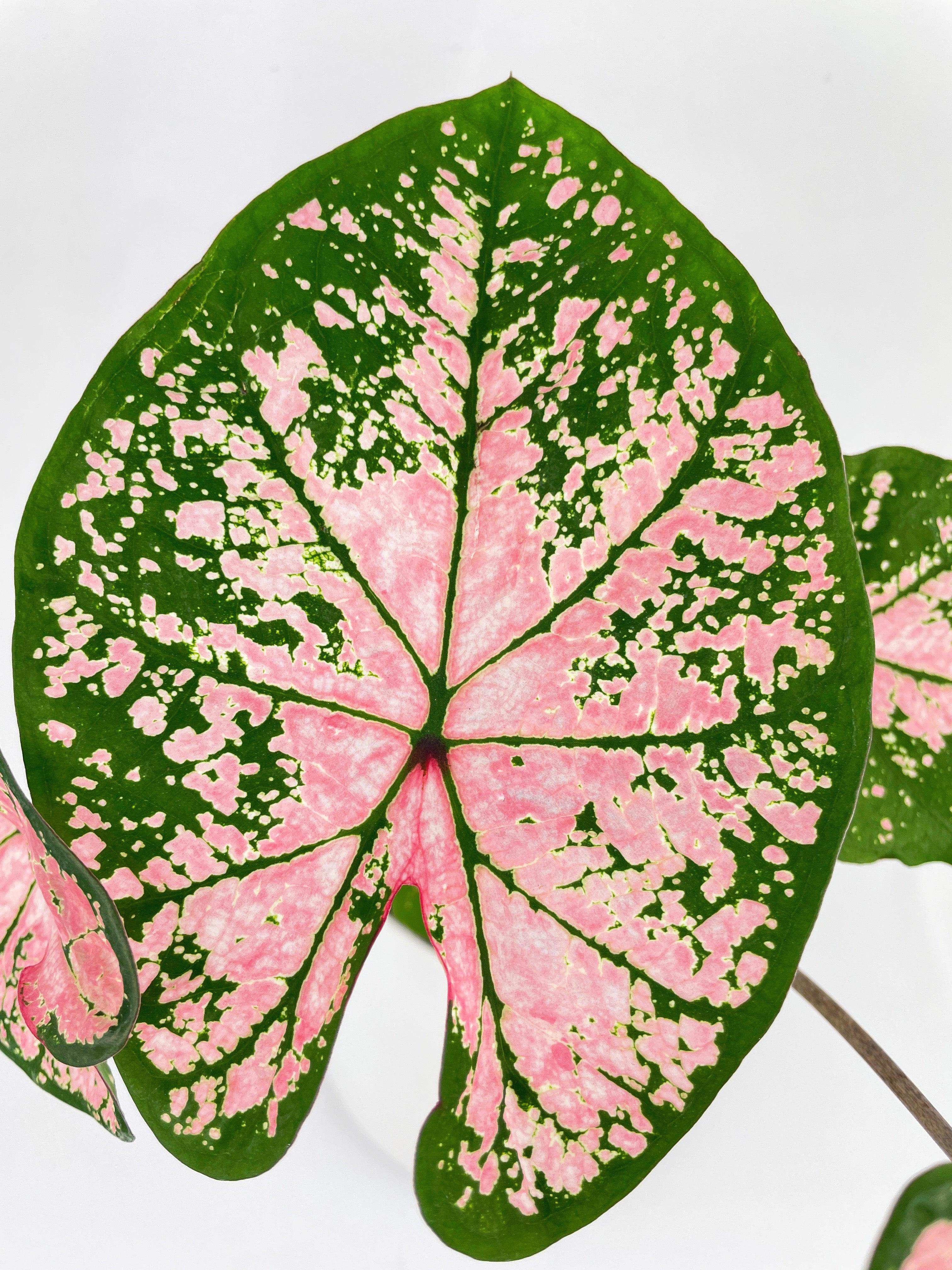 Caladium Pink Splash - Bumble Plants