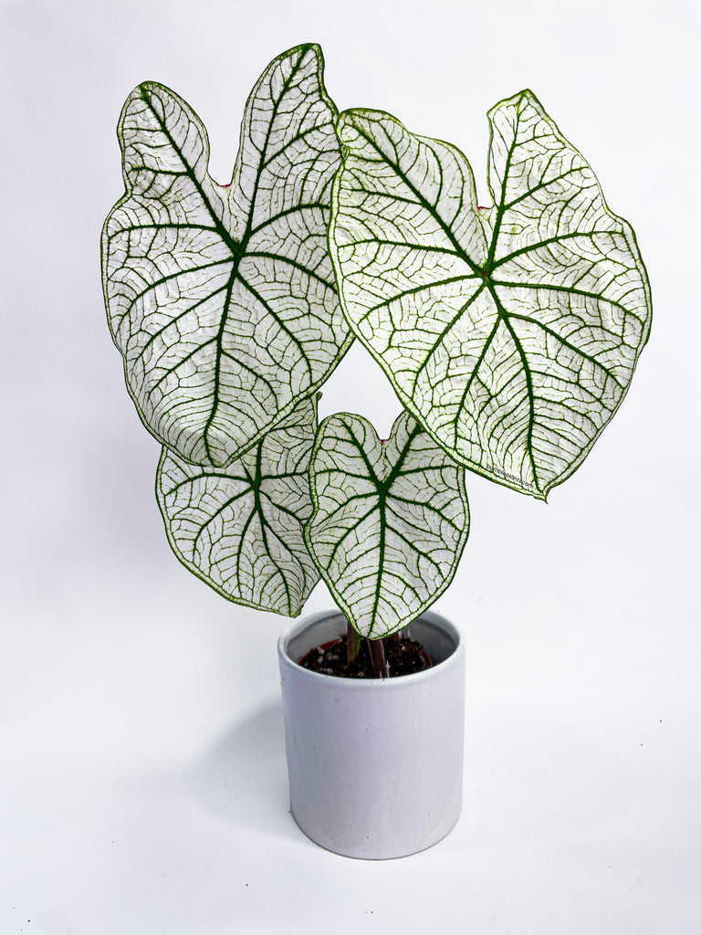Caladium 'White Christmas' Butterfly Wings