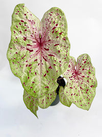Caladium Miss Muffet - Bumble Plants