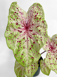 Caladium Miss Muffet - Bumble Plants