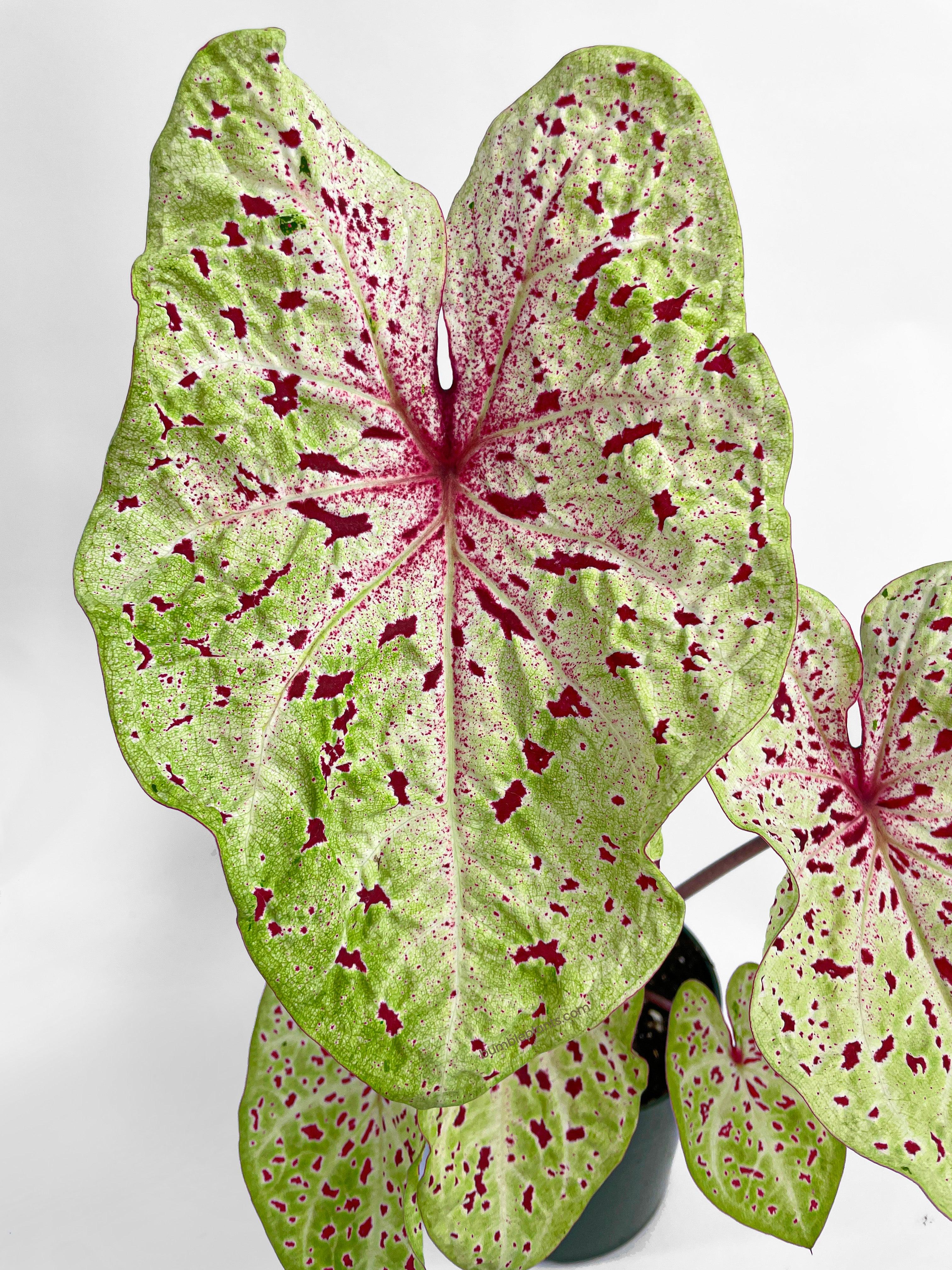 Caladium Miss Muffet - Bumble Plants