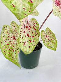 Caladium Miss Muffet - Bumble Plants