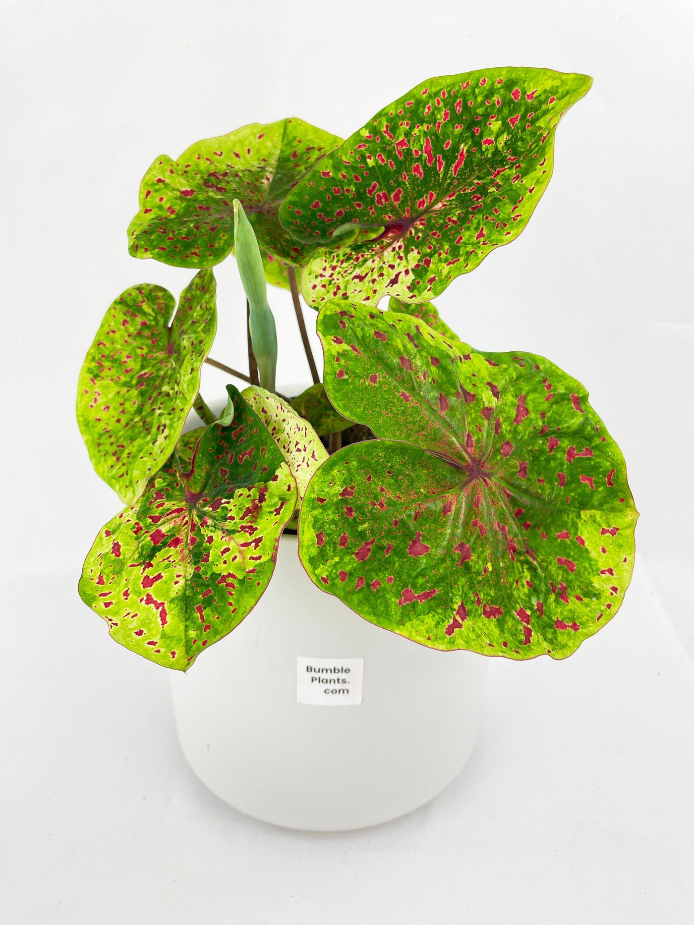 Caladium Miss Muffet - Bumble Plants