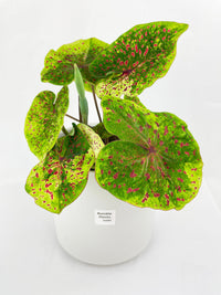 Caladium Miss Muffet - Bumble Plants
