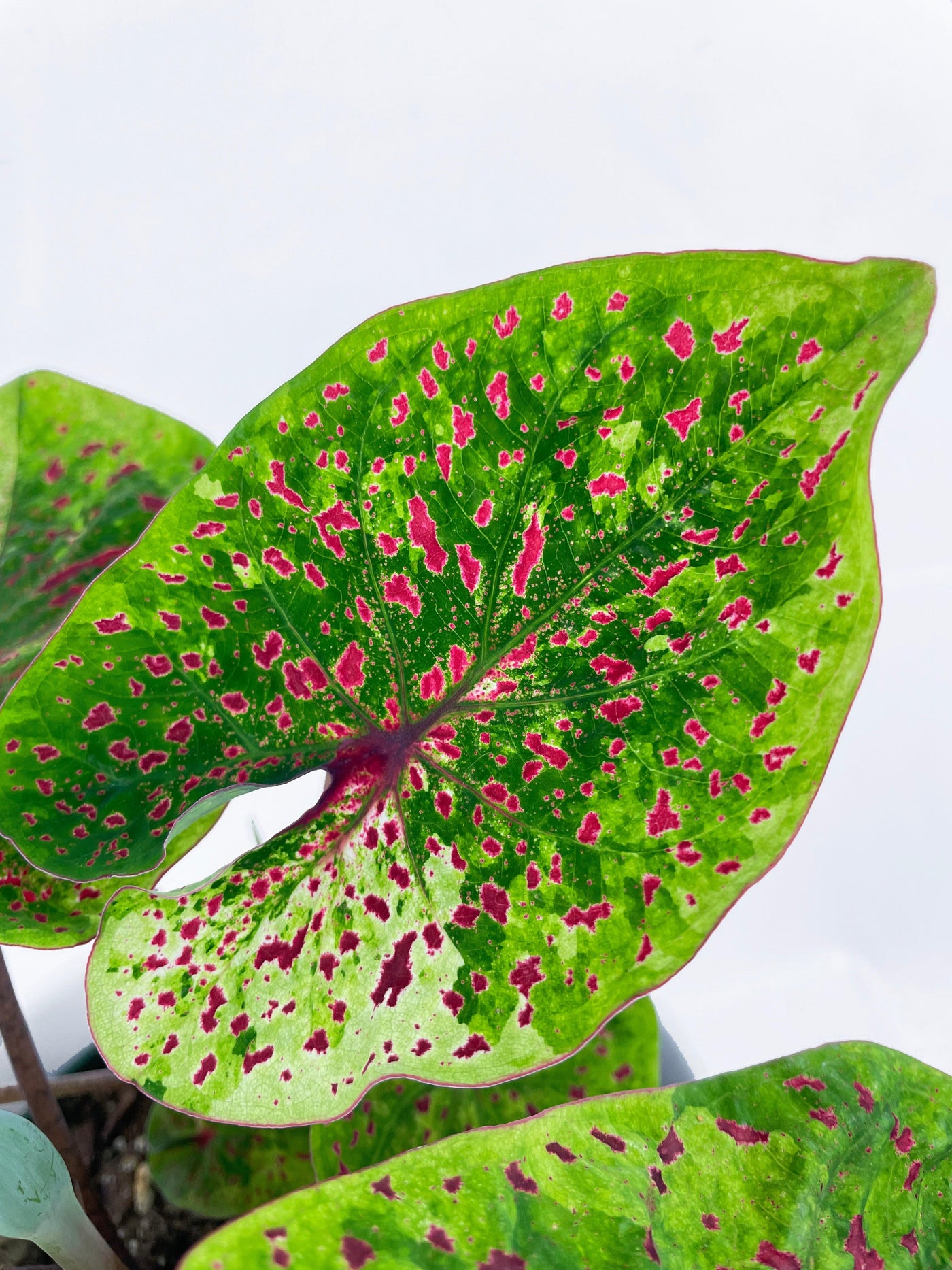 Caladium Miss Muffet - Bumble Plants