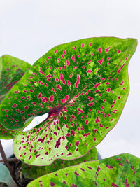 Caladium Miss Muffet - Bumble Plants