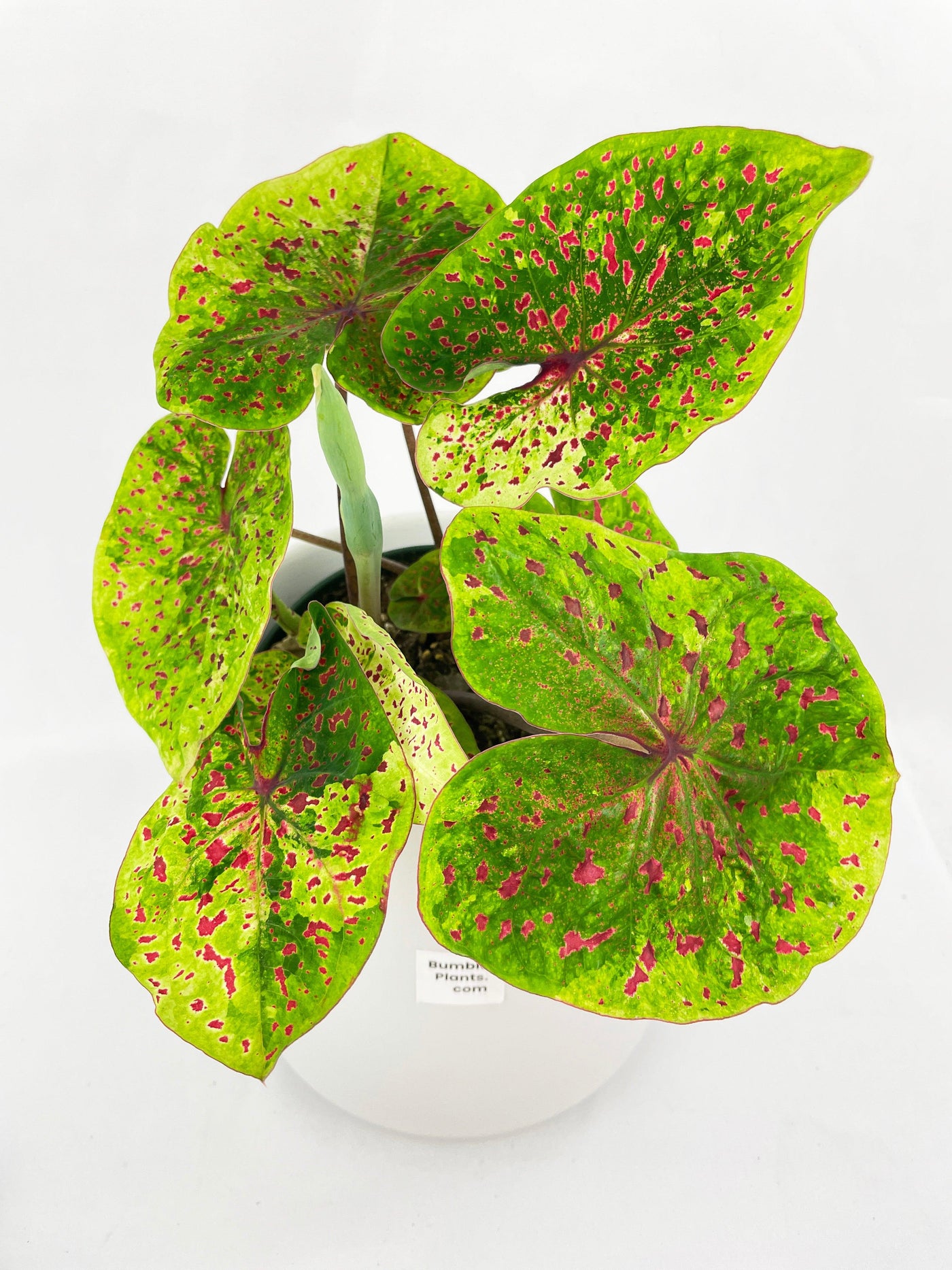 Caladium Miss Muffet - Bumble Plants