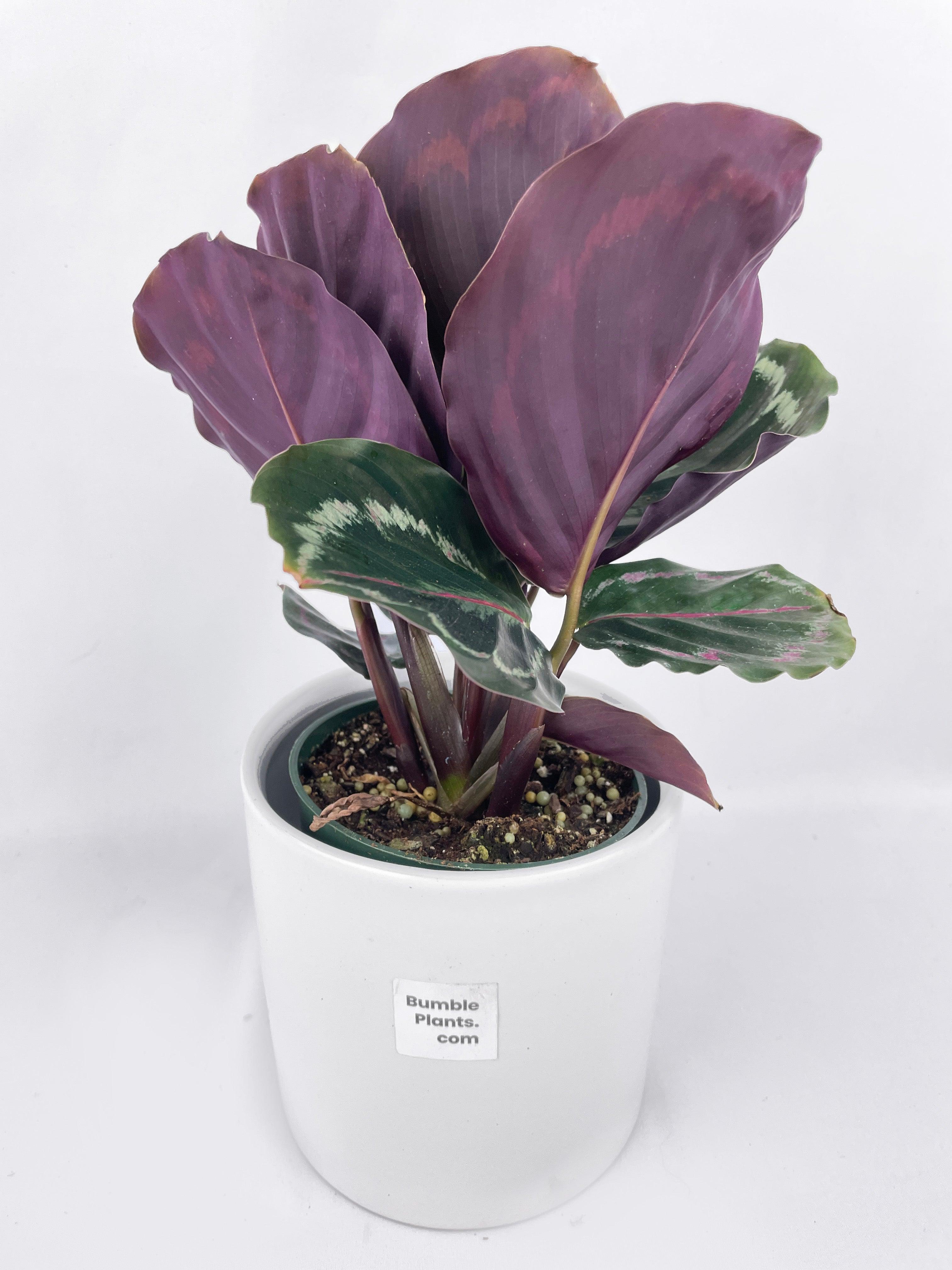 Calathea Medallion - Bumble Plants