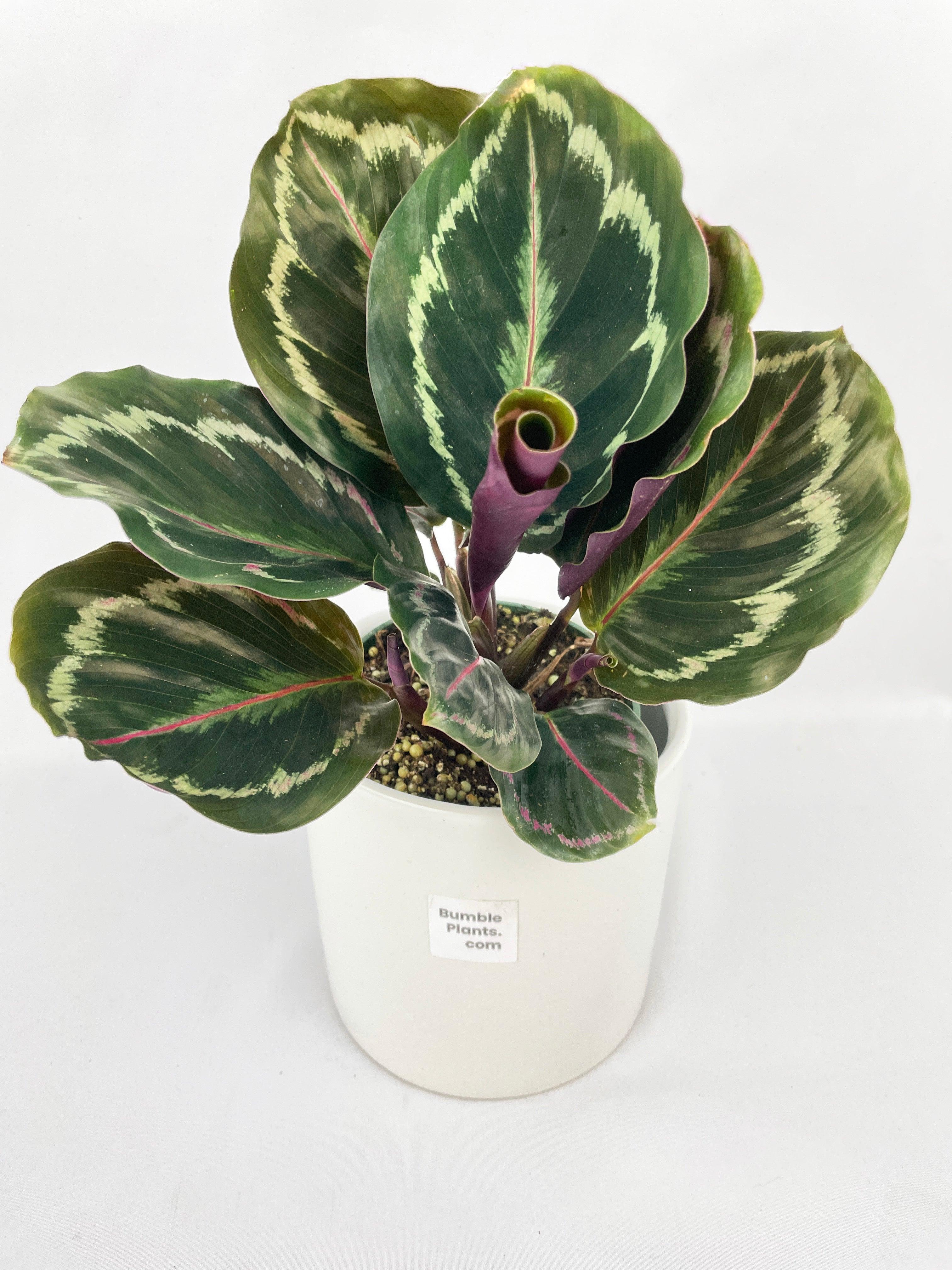 Calathea Medallion - Bumble Plants