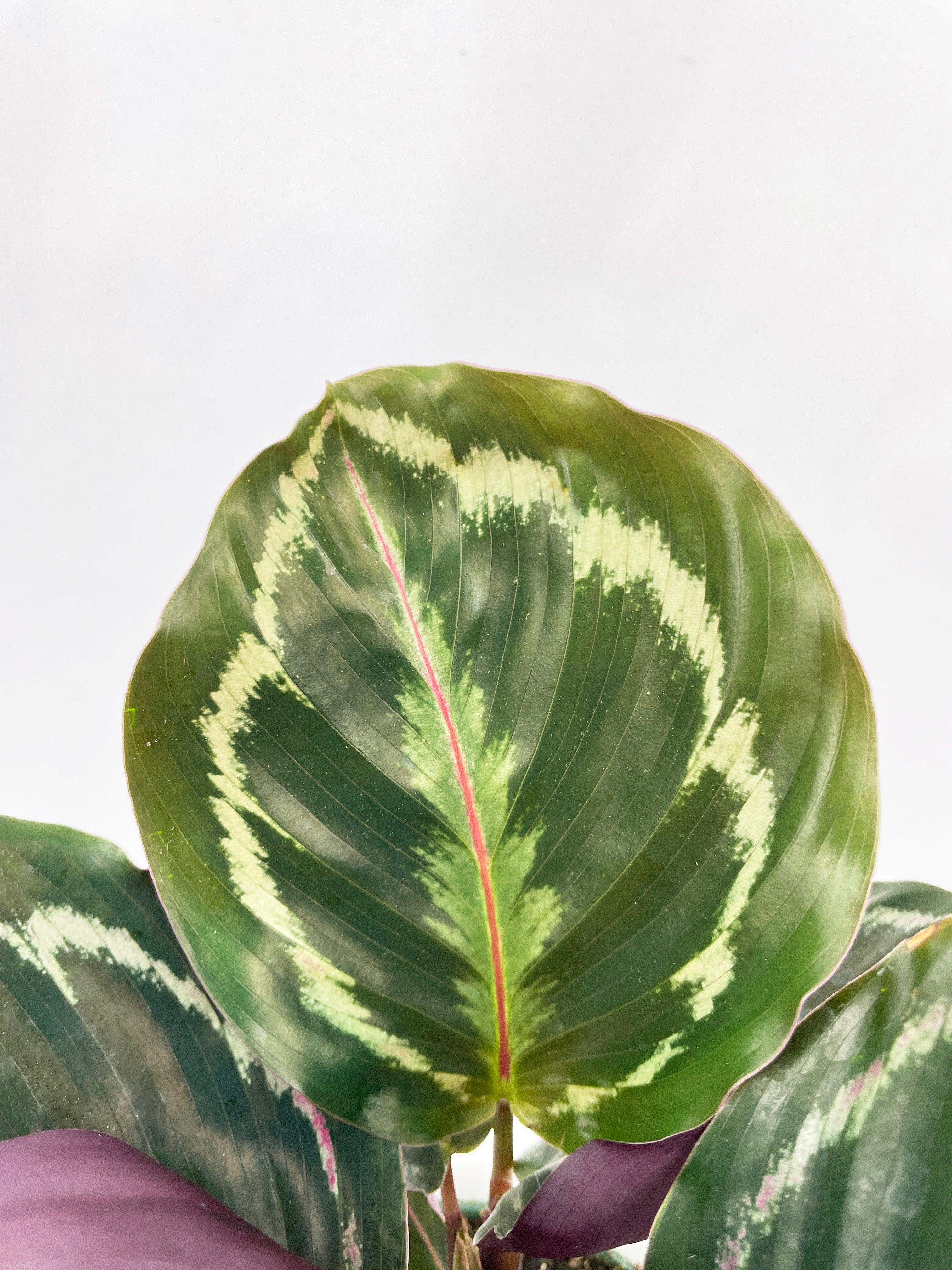 Calathea Medallion - Bumble Plants