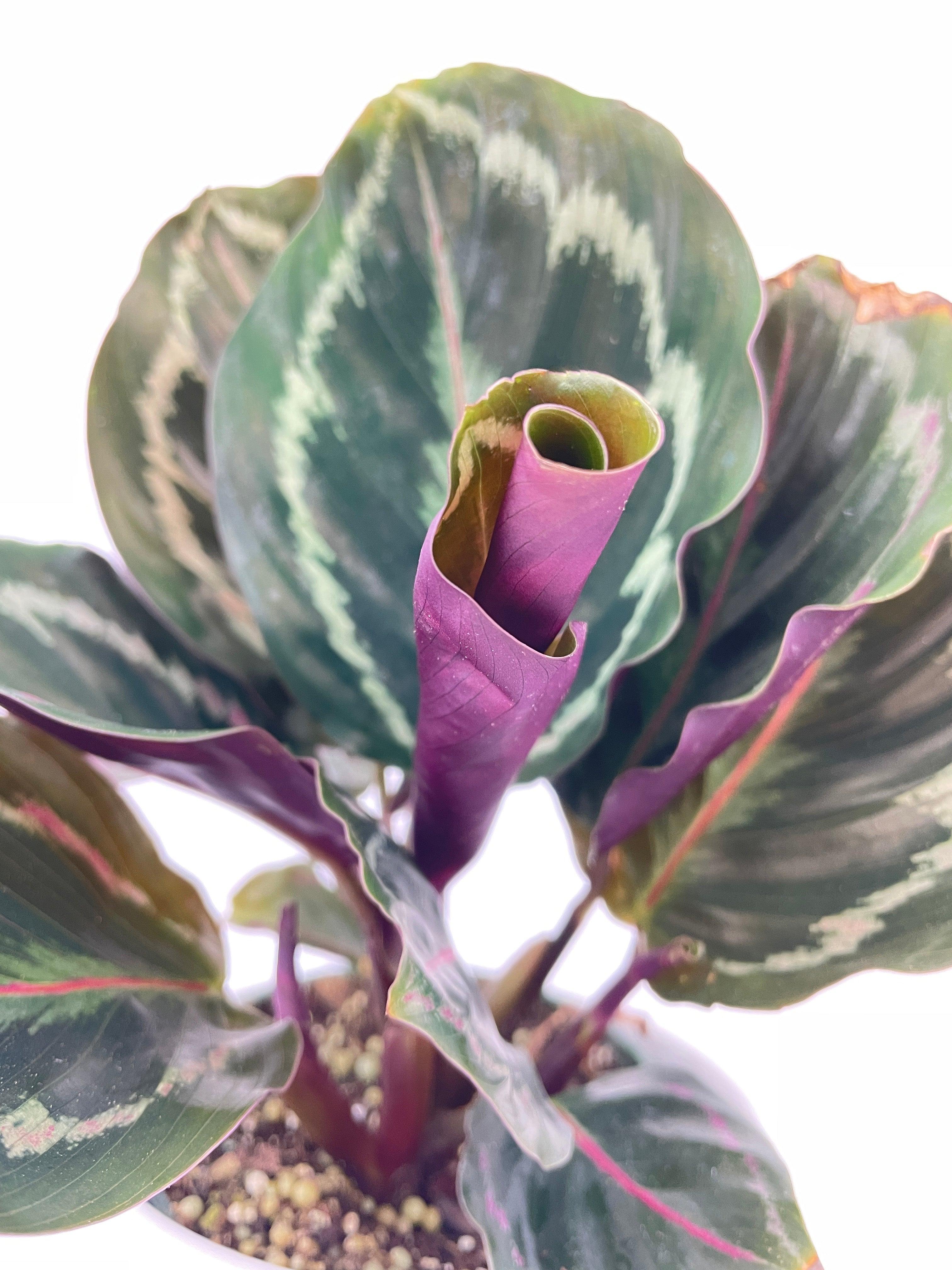 Calathea Medallion - Bumble Plants