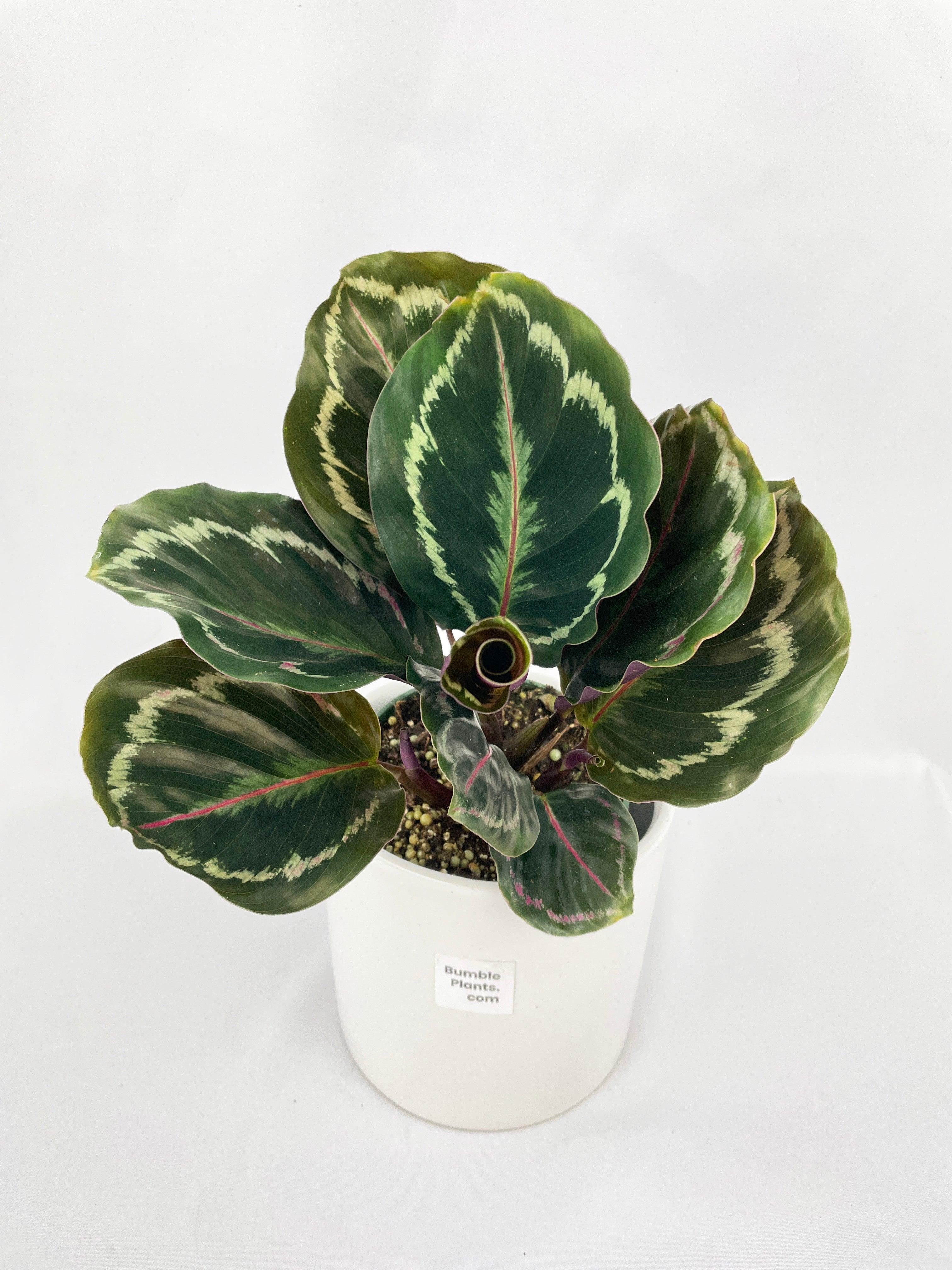 Calathea Medallion - Bumble Plants