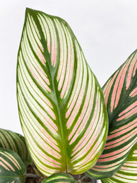 Calathea Majestica 'White Star' - Bumble Plants