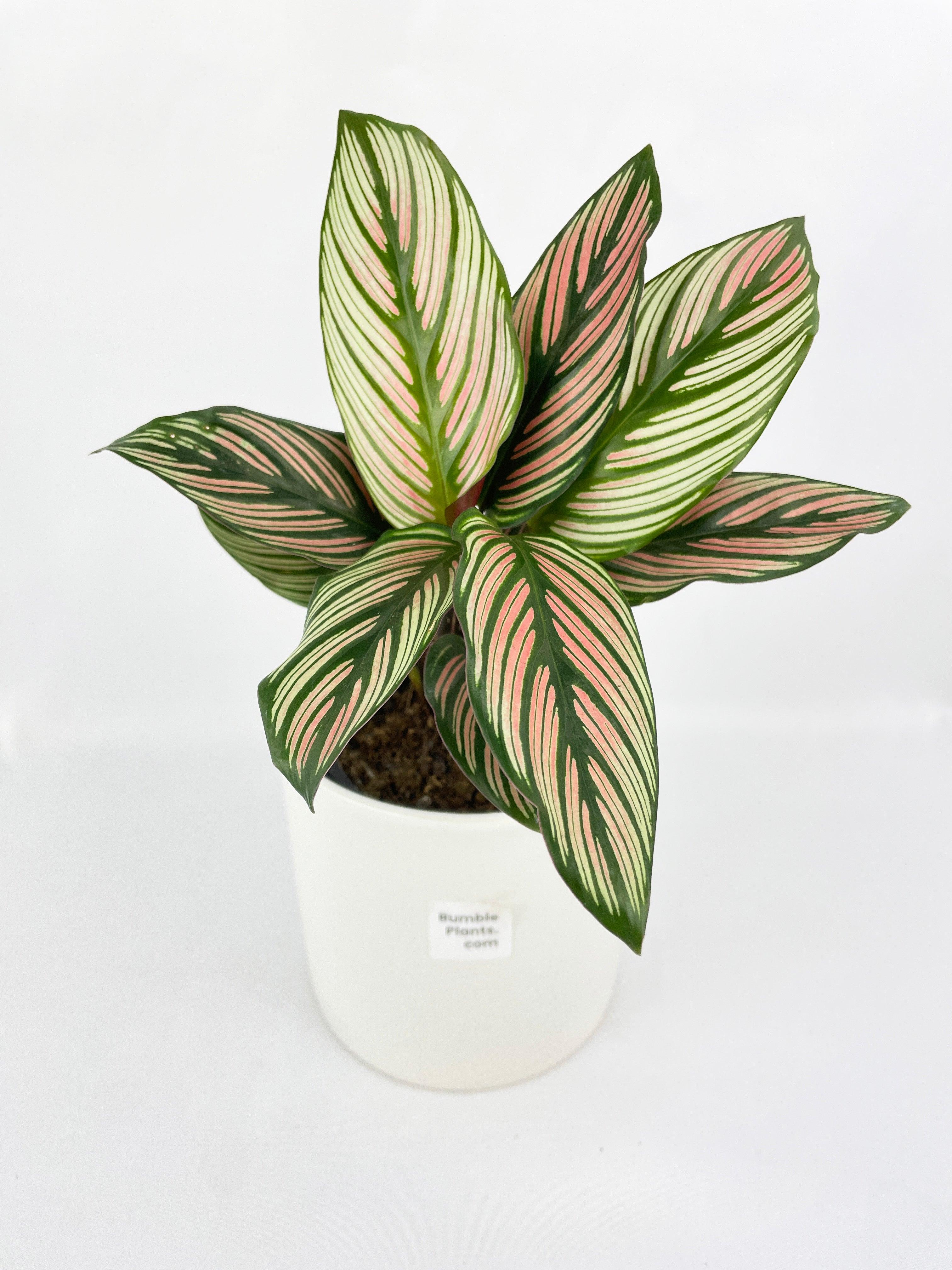 Calathea Majestica 'White Star' - Bumble Plants