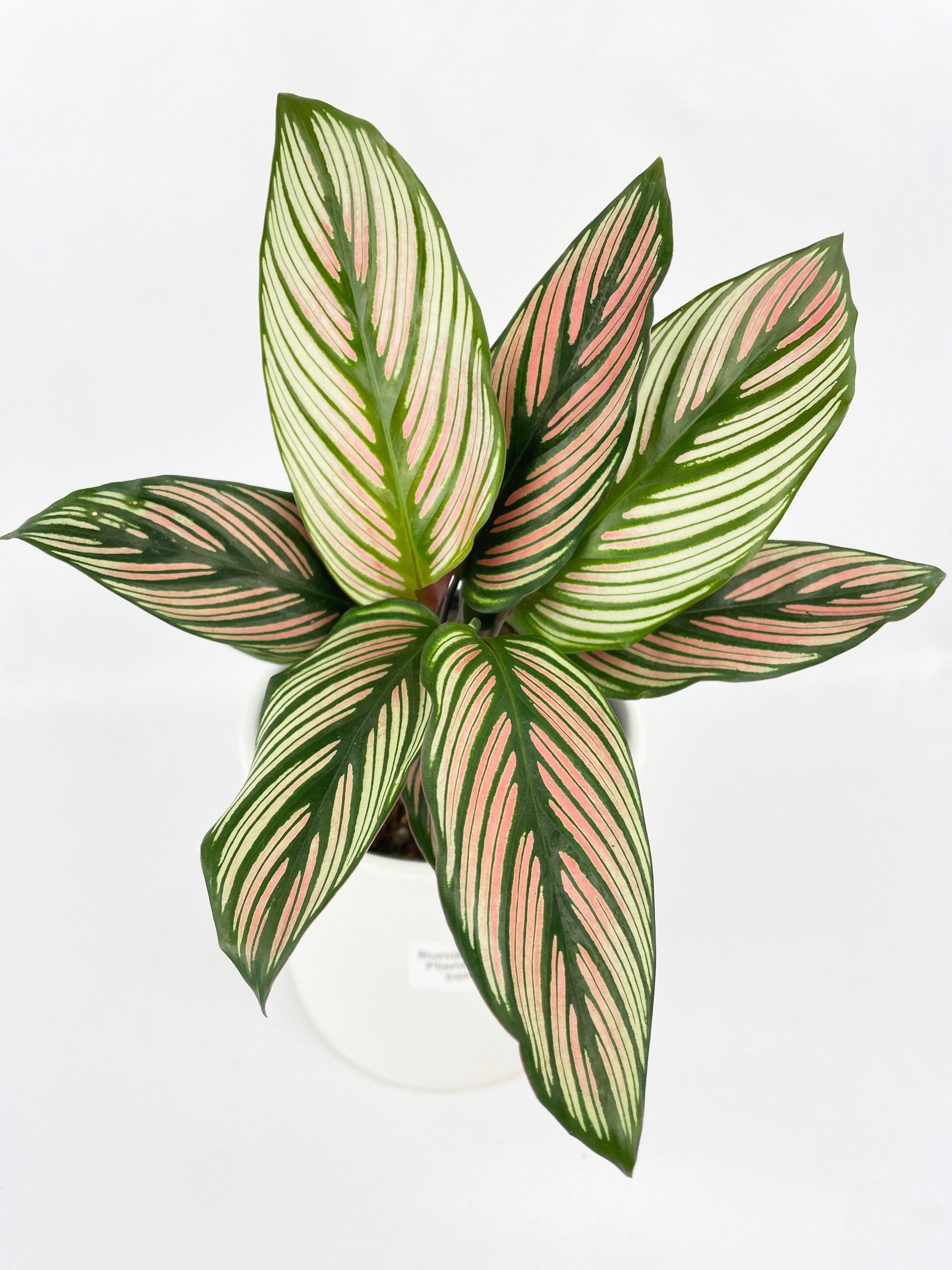 Calathea Majestica 'White Star' - Bumble Plants
