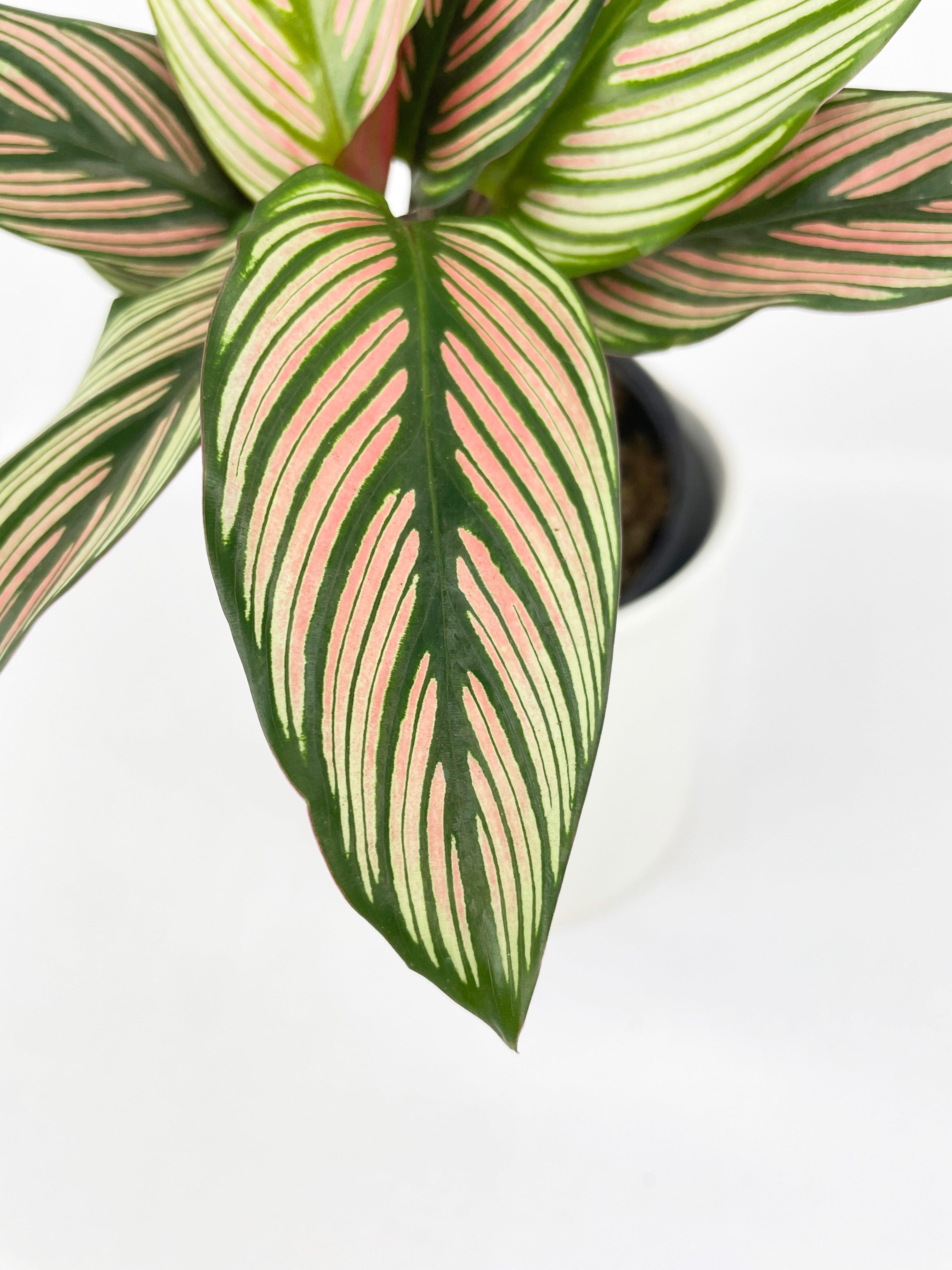 Calathea Majestica 'White Star' - Bumble Plants