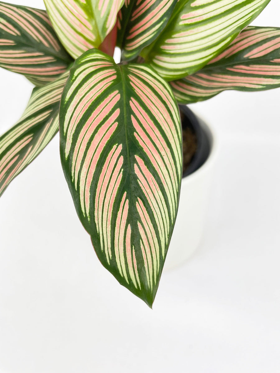 Calathea Majestica 'White Star' - Bumble Plants
