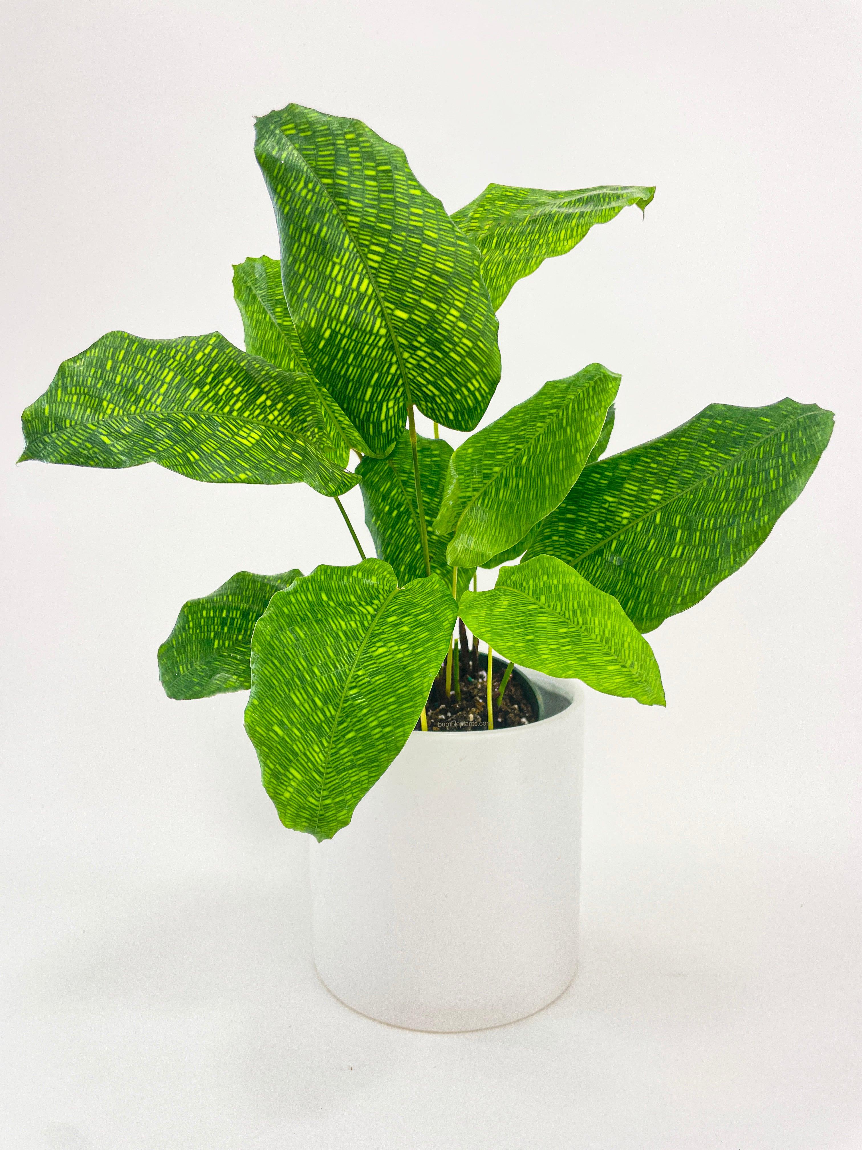 Calathea Musaica 'Goeppertia Kegeljanii' - Bumble Plants