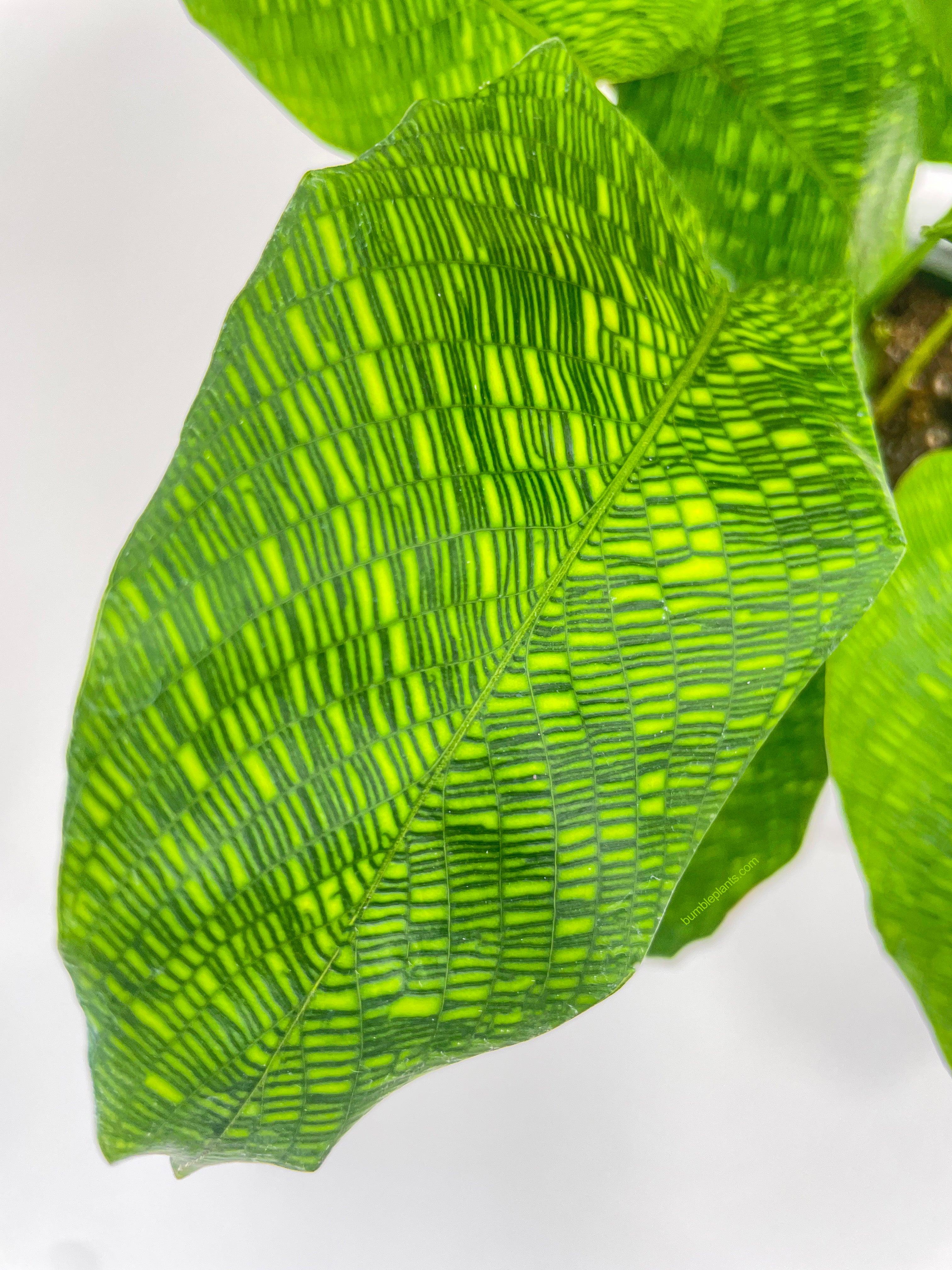 Calathea Musaica 'Goeppertia Kegeljanii' - Bumble Plants