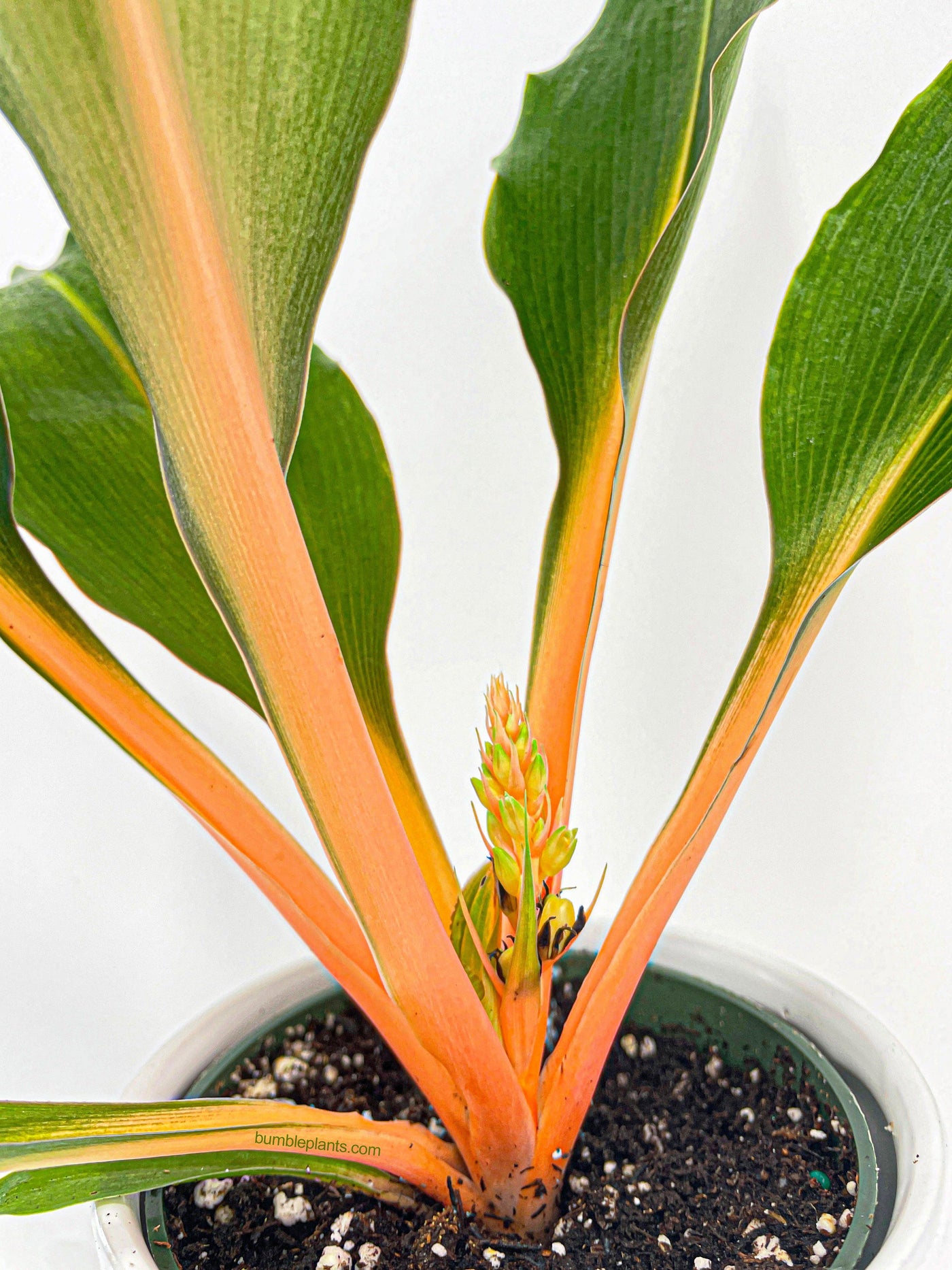 orange house plant Chlorophytum 'Fire Flash' Green Orange Spider Plant